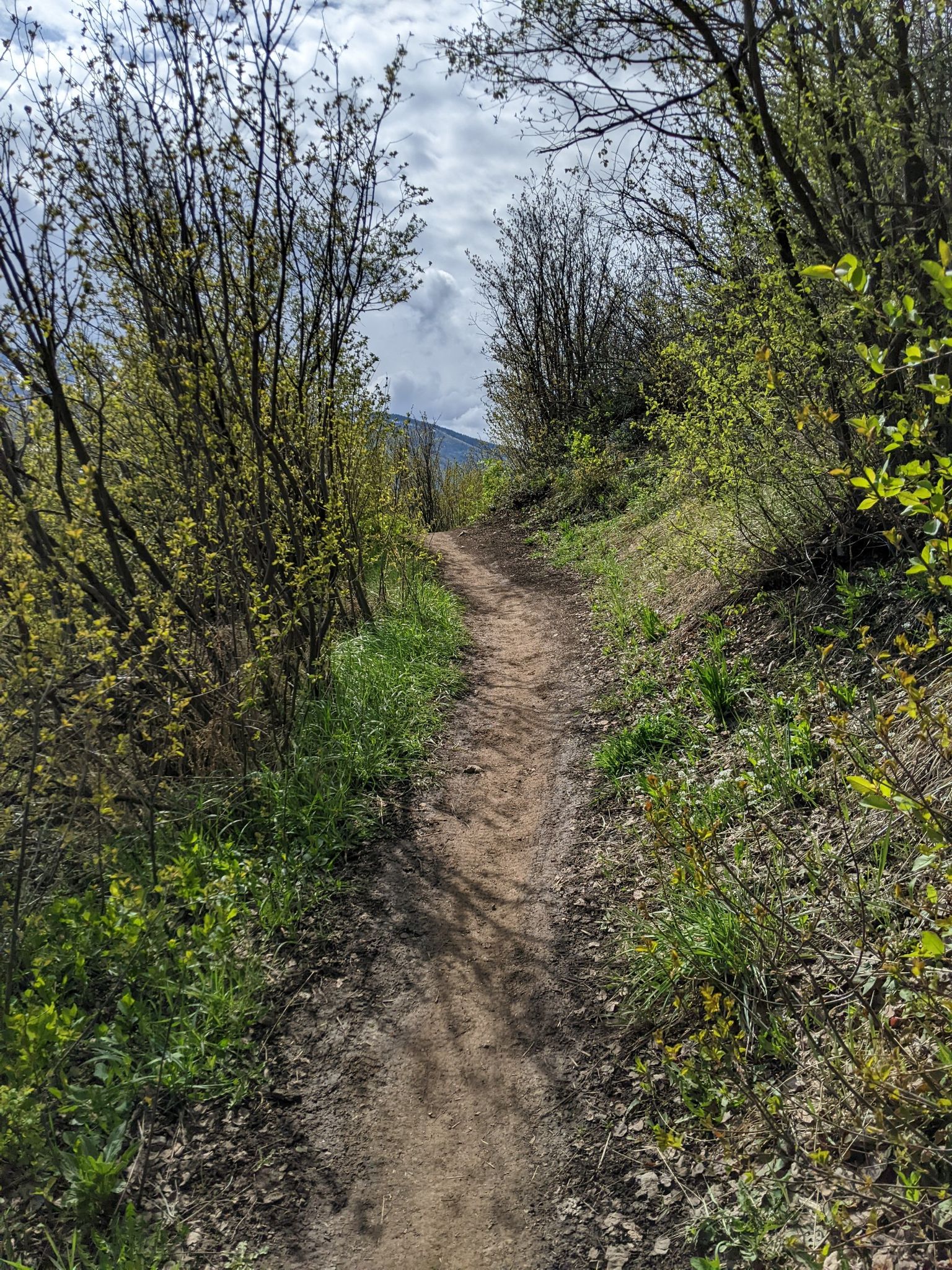A narrow dirt path winds through dense green trees and bushes. - Lupine, Bluffs Loop, Blair Witch and Larry's