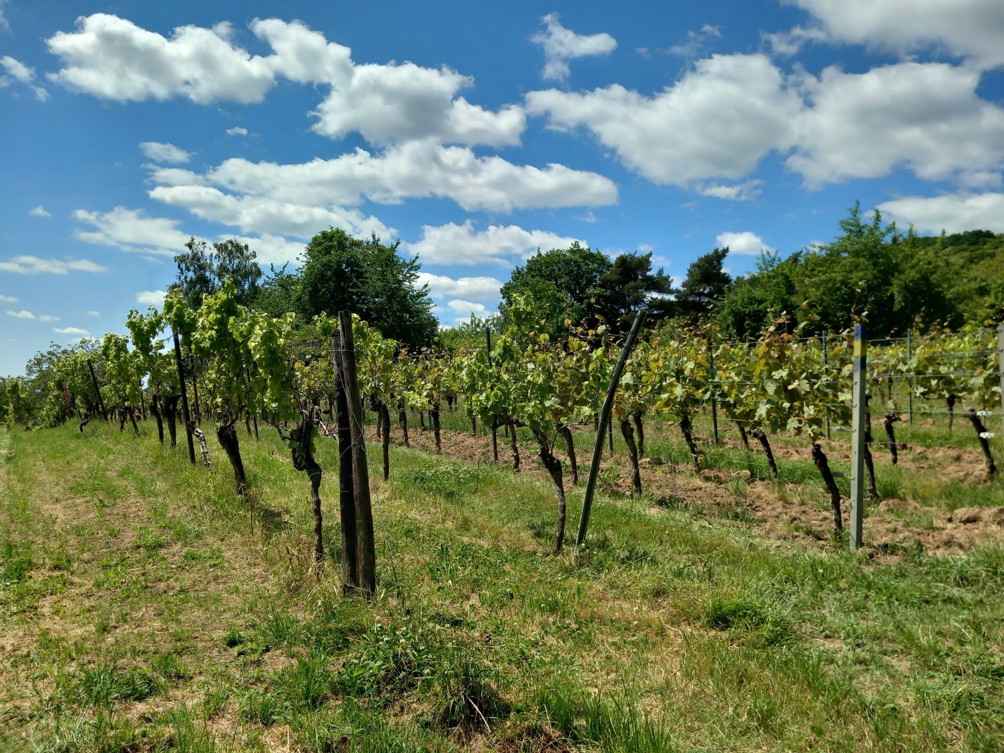 Weinberge von Schweigen
