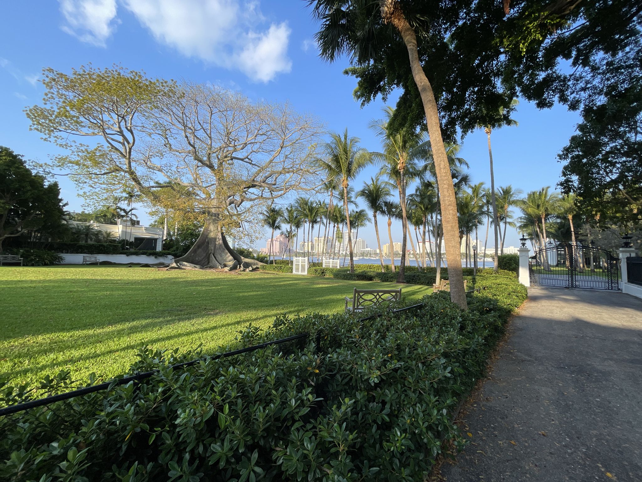 Large banyan tree in a green lawn with palm trees and distant water. - Palm Beach's Oldest House loop from West Palm Beach