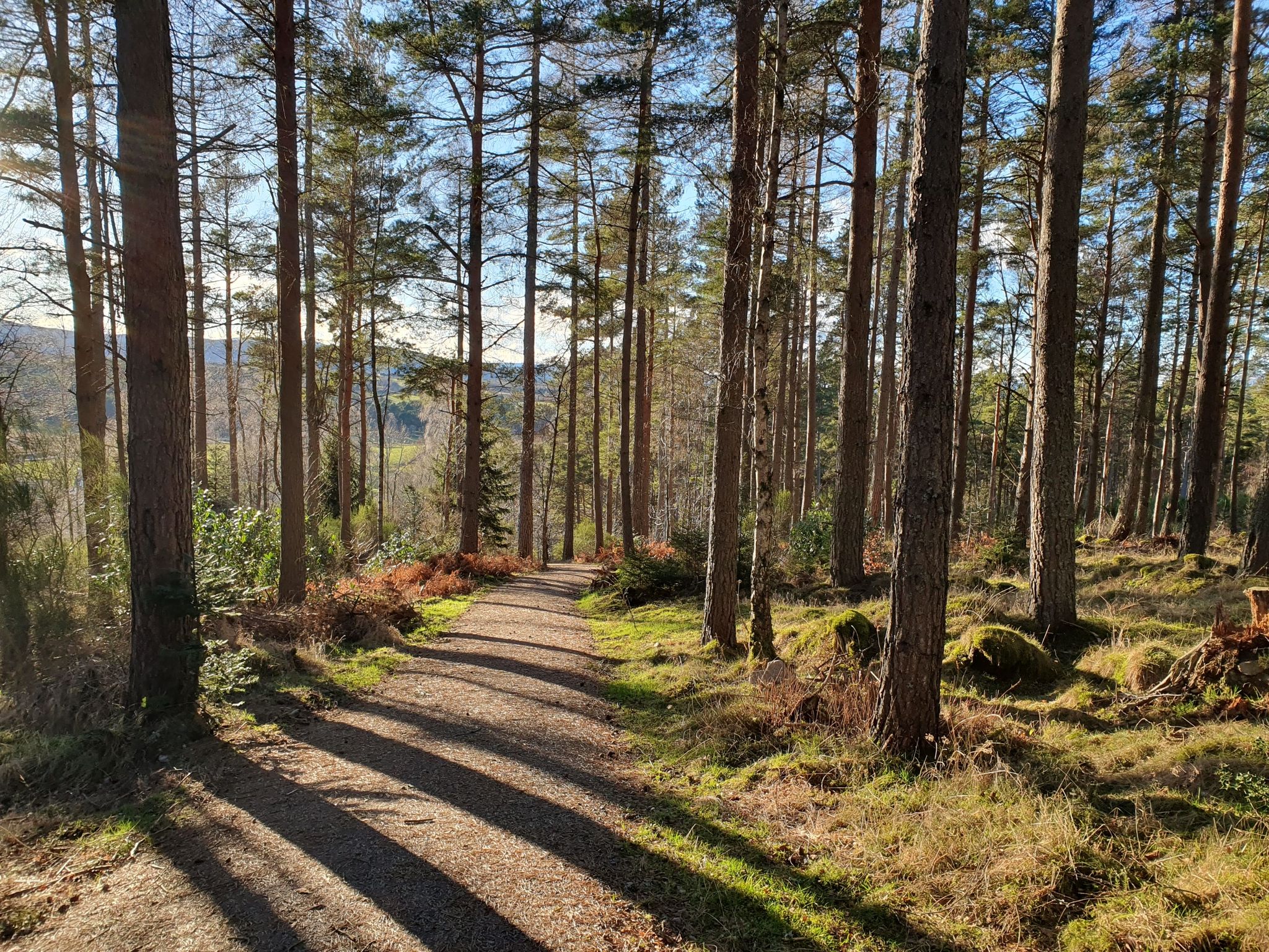 westerton wood