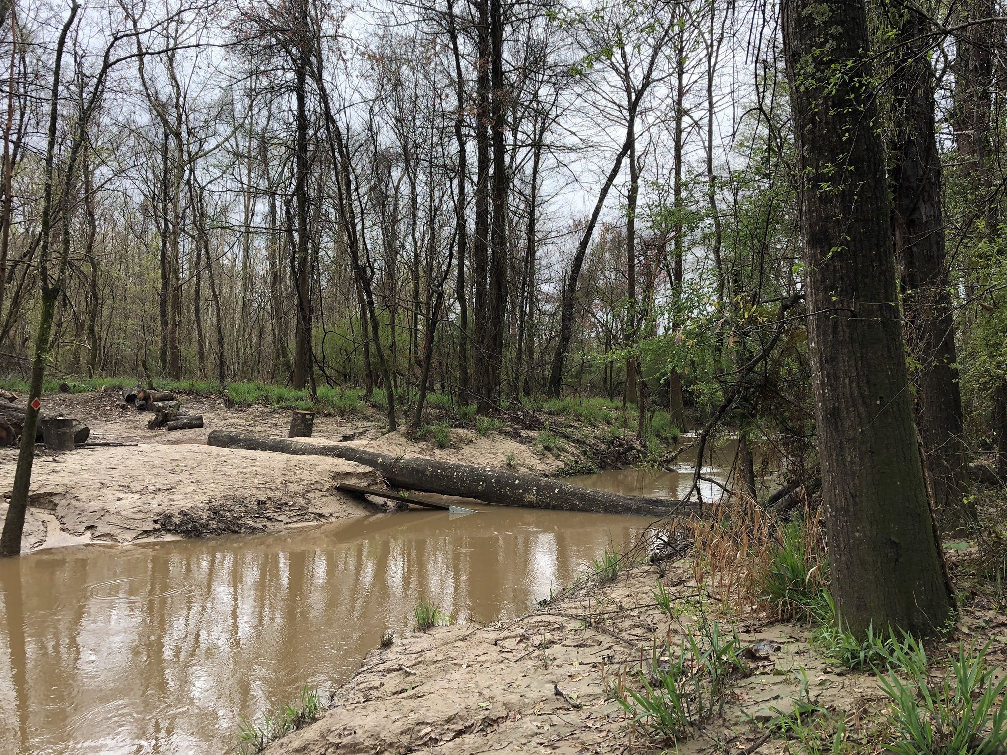 Muddy stream with a large fallen log, surrounded by dense forest. - Bogue Chitto River – Swamp Forest loop from Bogue Chitto State Park