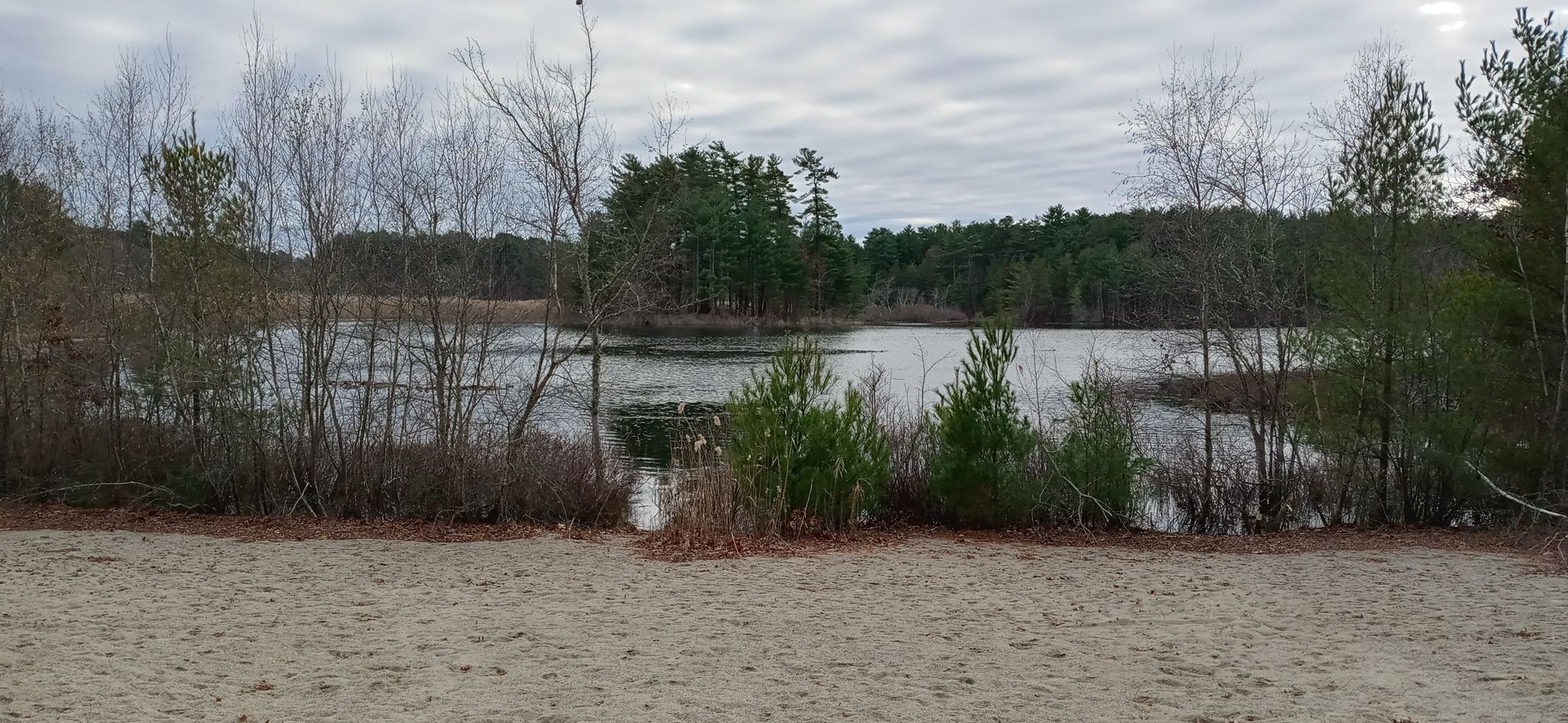 Overcast view of a lake bordered by sandy ground and dense forest. - Massasoit State Park Loop