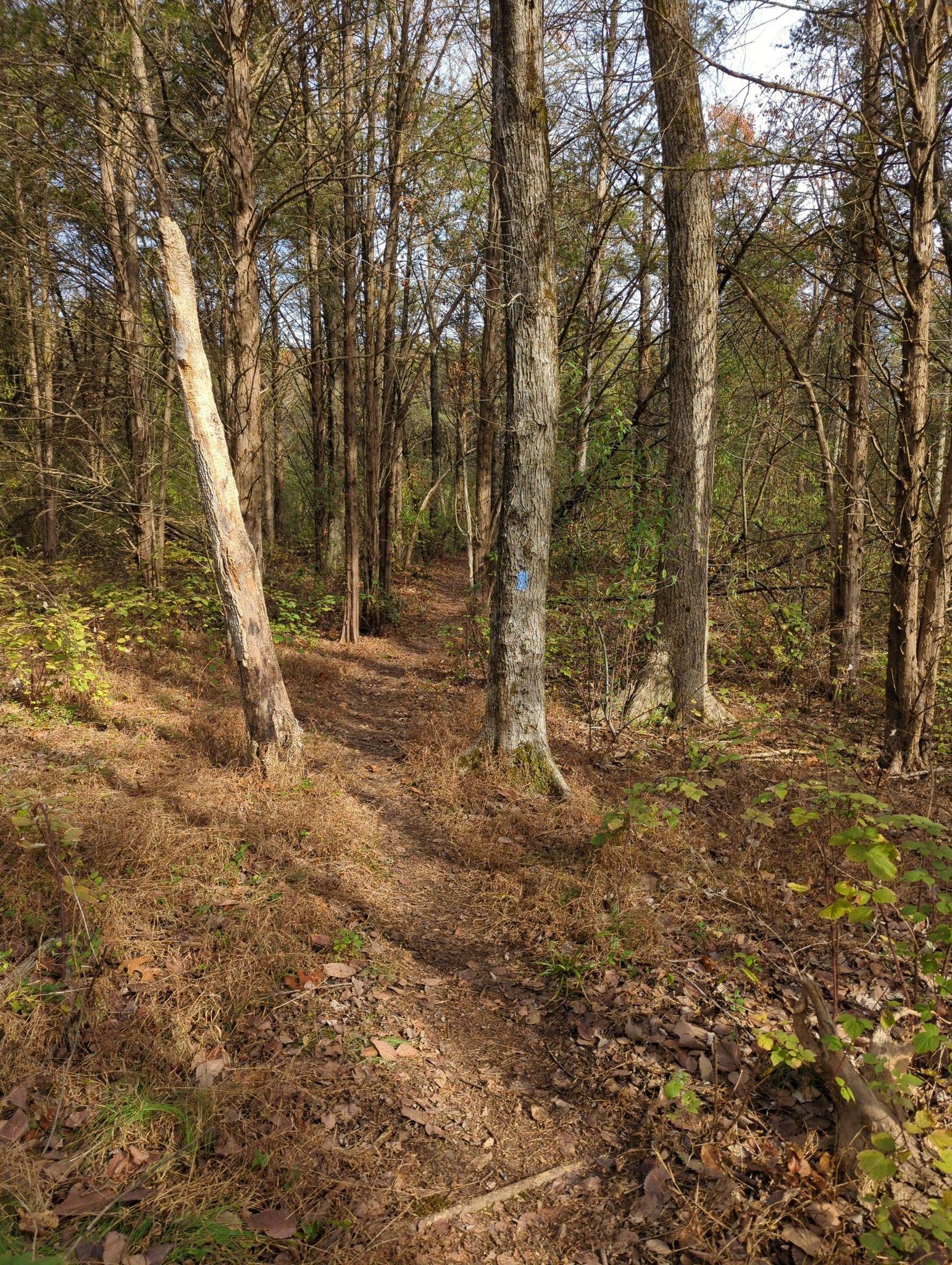 A narrow dirt path winds through a sunlit forest with tall trees. - Beaverdam Reservoir Trail