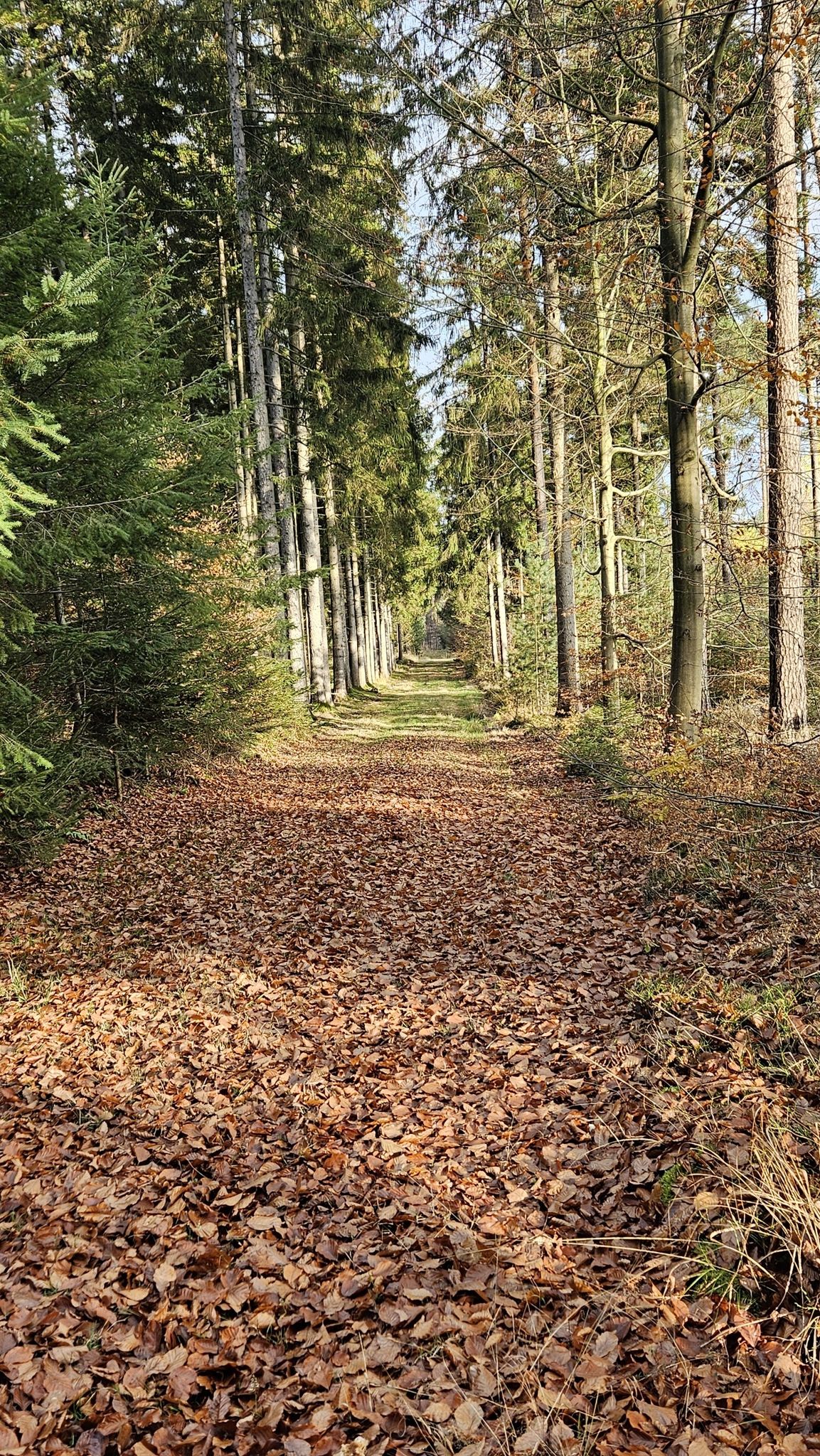 sehr schöner Weg