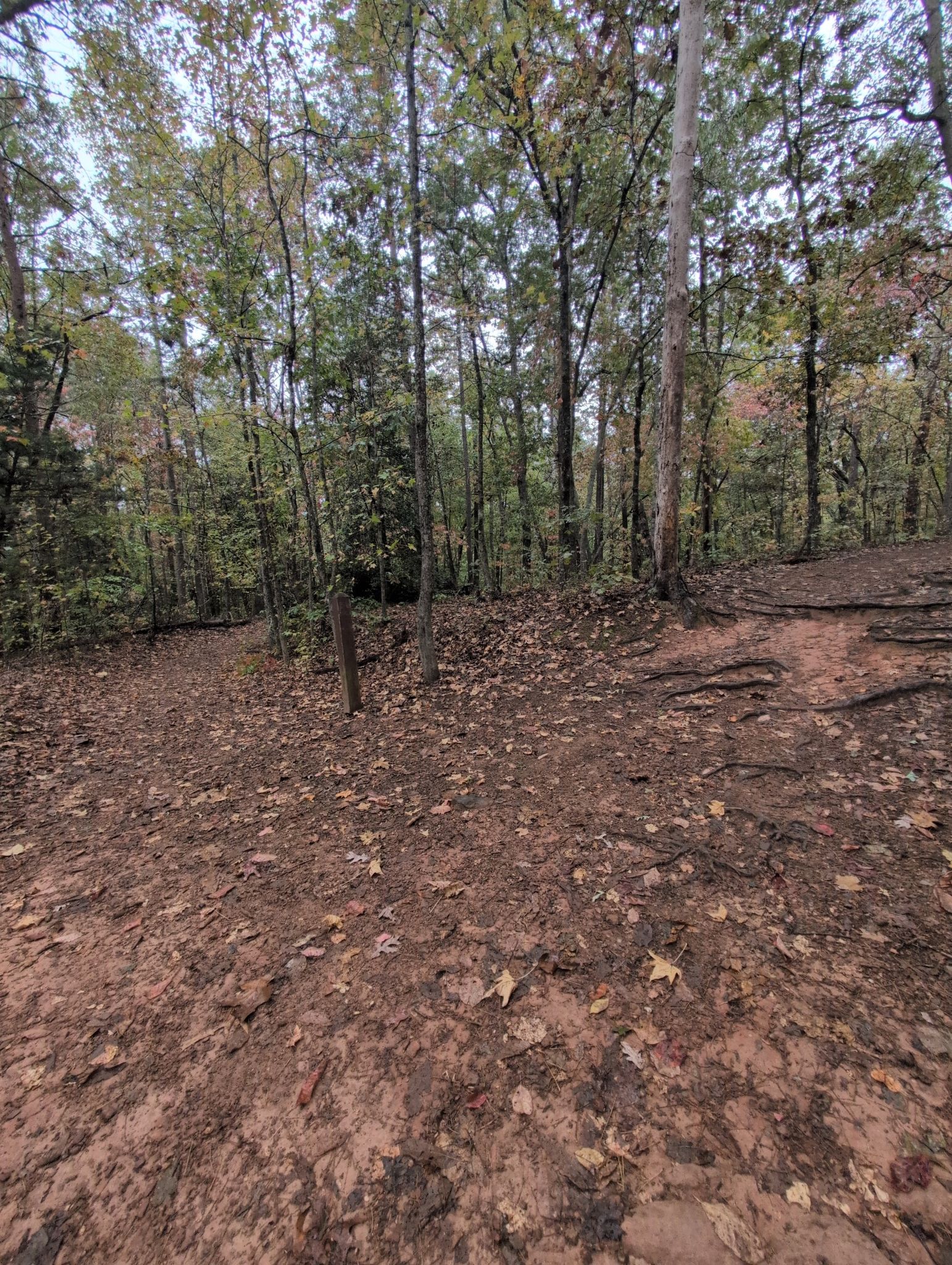 A muddy fork in a dirt path surrounded by trees with sparse leaves. - Mountain Creek Trail