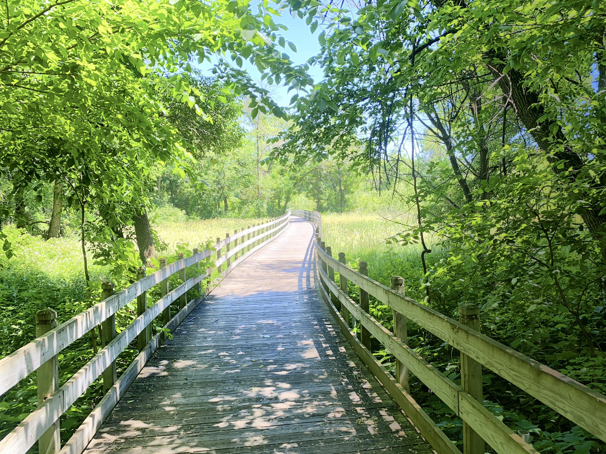 Wooden boardwalk winding through a vibrant green forest with dappled sunlight. - Rice Creek Chain of Lakes Park – Sunken Lakeside Singletrack loop from Shenandoah Park
