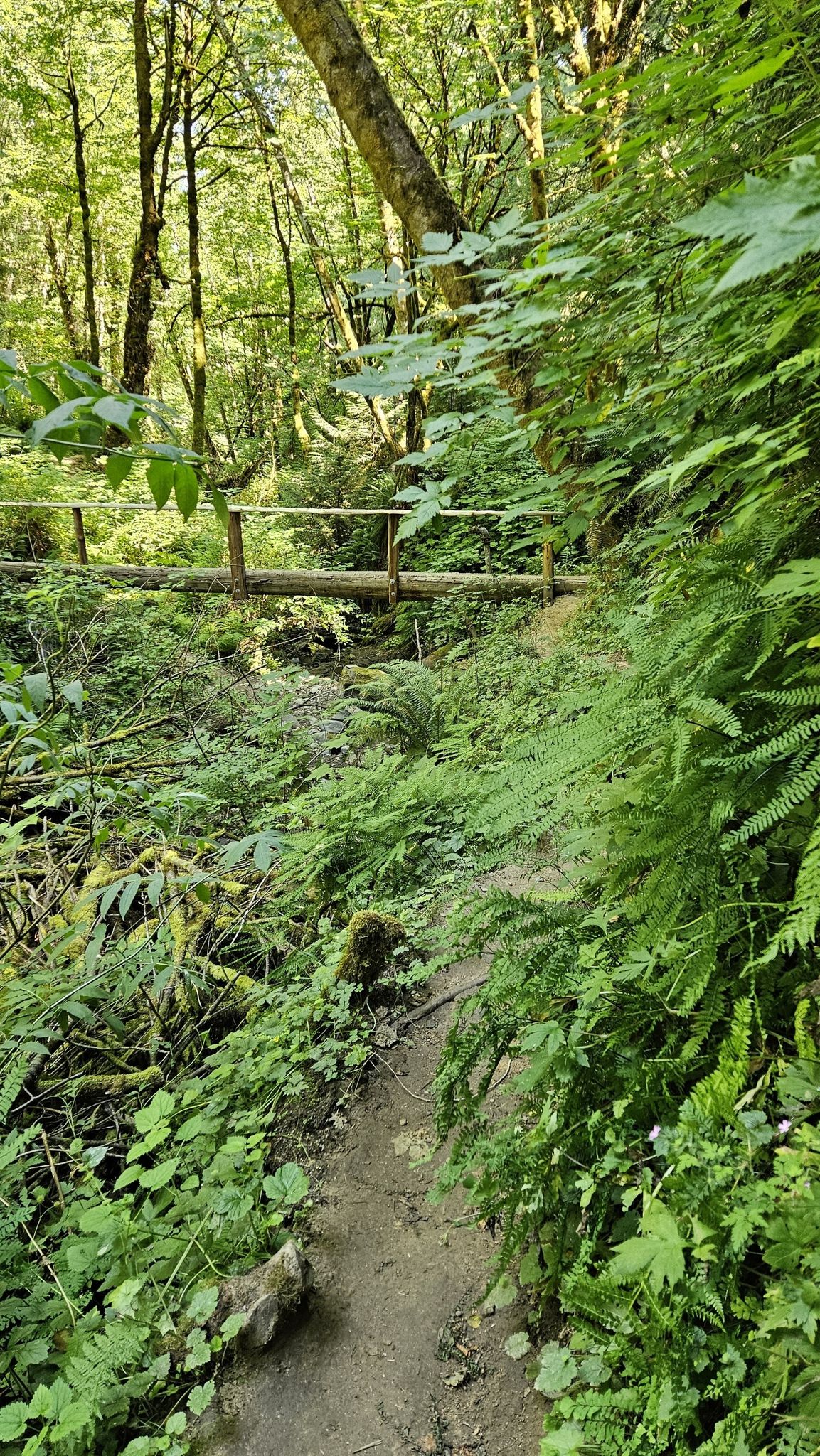 A narrow dirt path winds through dense green forest foliage, bridge visible. - Peabody Creek Trail