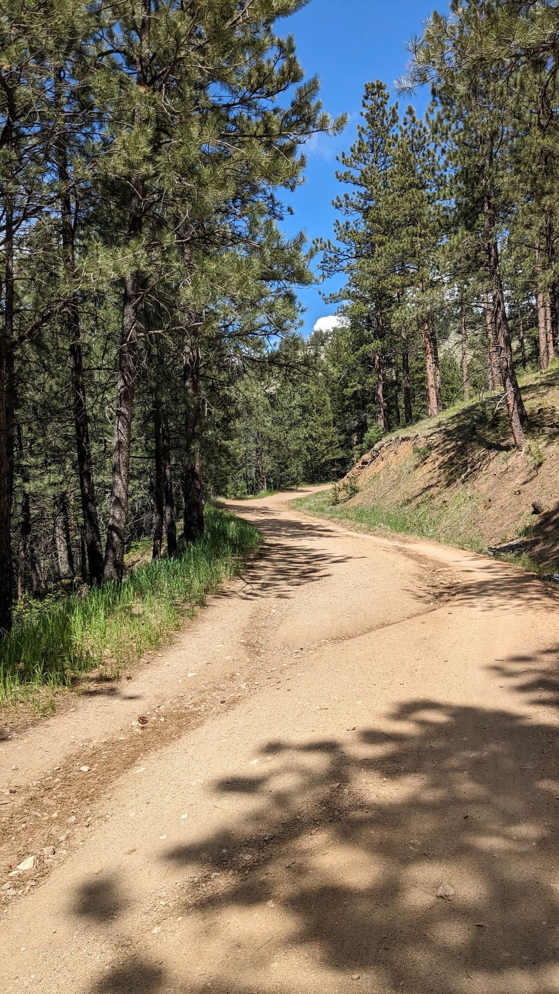 Dirt road winding through a sunny pine forest with tree shadows. - Flagstaff Mountain and Chapman Drive Loop