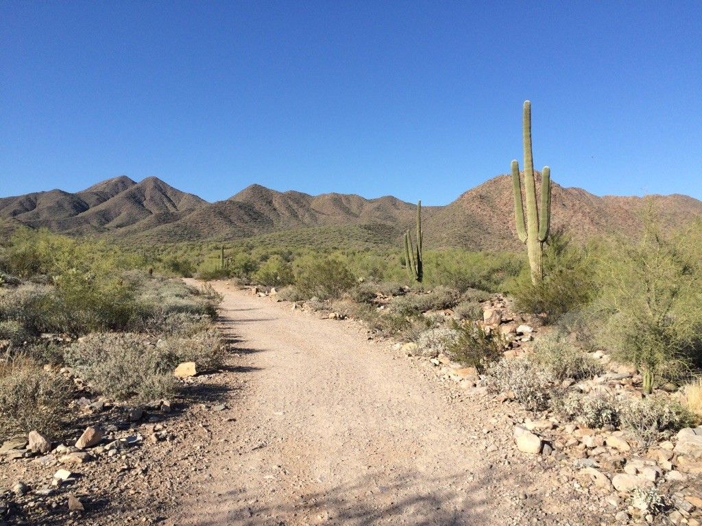 A sunny desert trail winds towards distant mountains and saguaro cacti. - Lost Dog Wash and Ringtail Loop