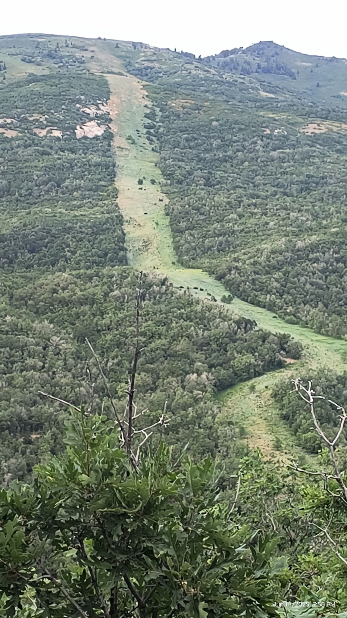 Cleared grassy path winding up a lush green forested mountain on a bright day. - Mountainbike loop from Orchard Dr @ 1785 S