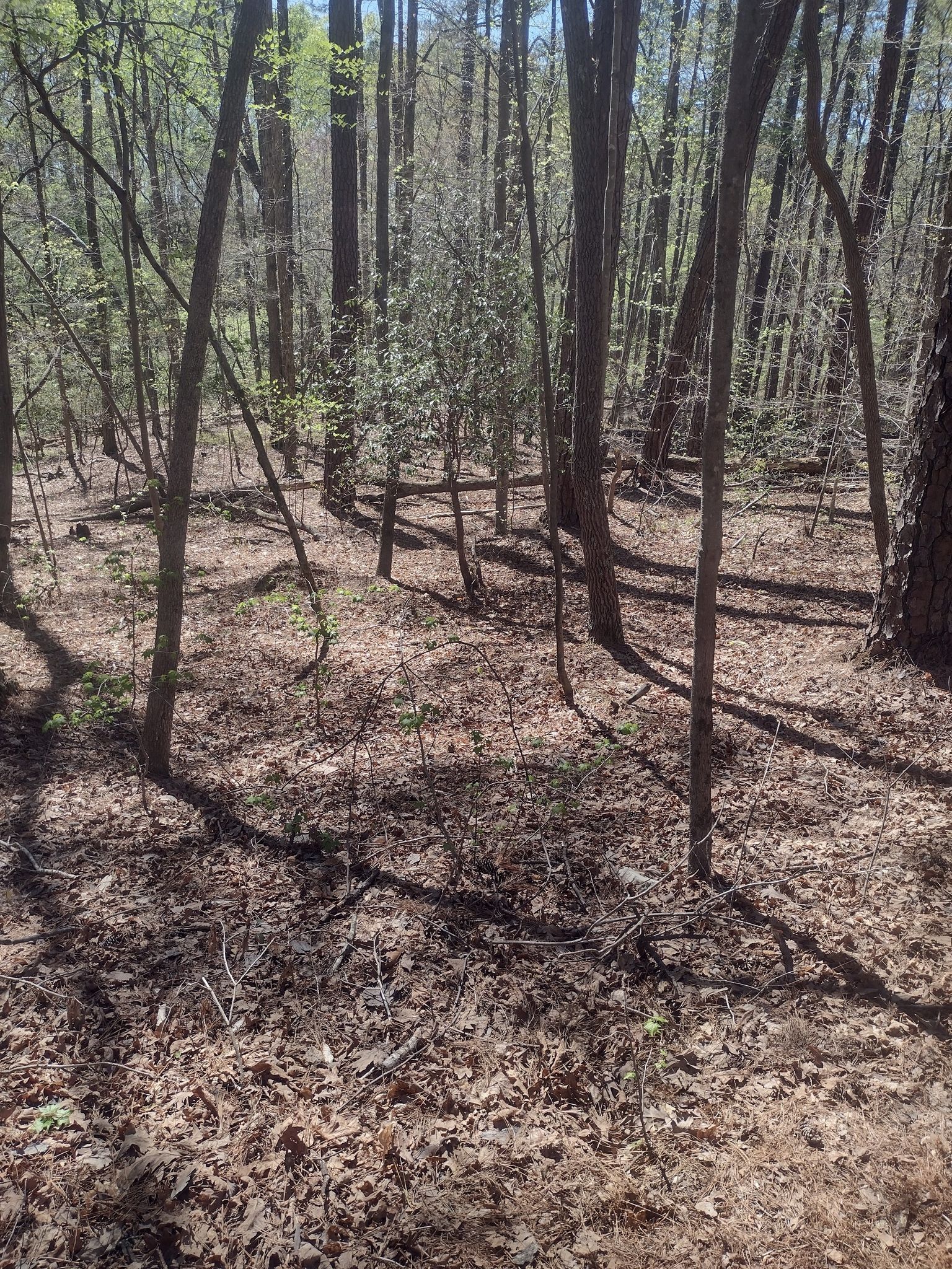 A sunny forest floor covered in dry leaves with many thin trees. - Company Mill Trail