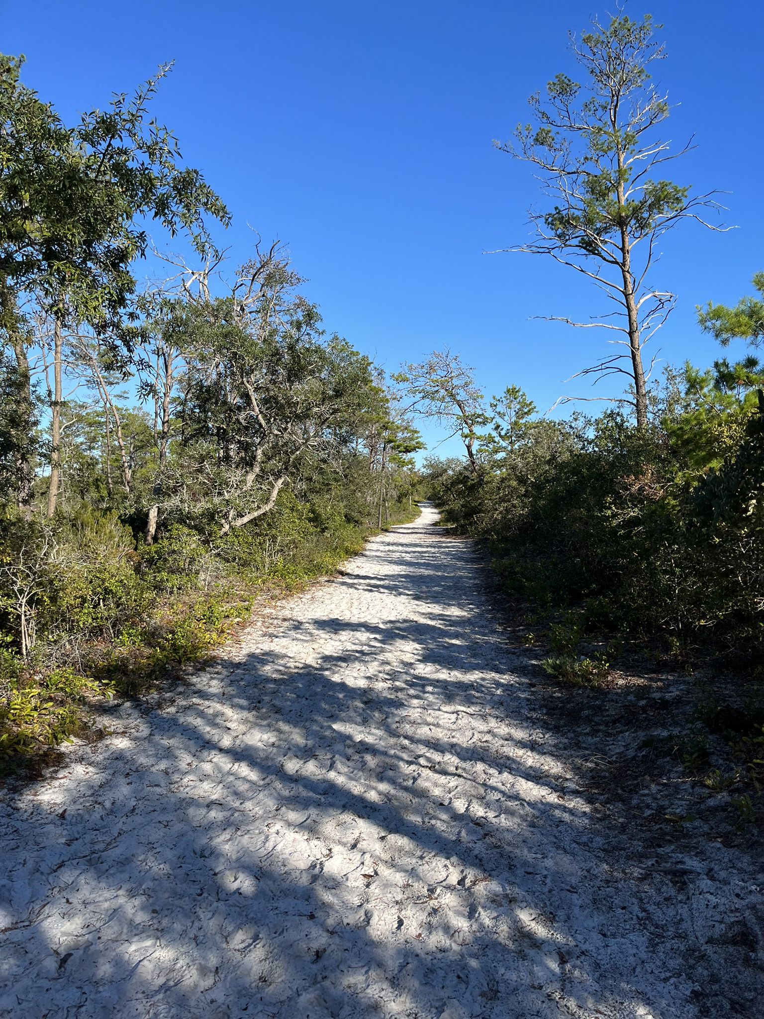 Wide sandy path with strong tree shadows under a clear blue sky. - Pine Scrub Trail
