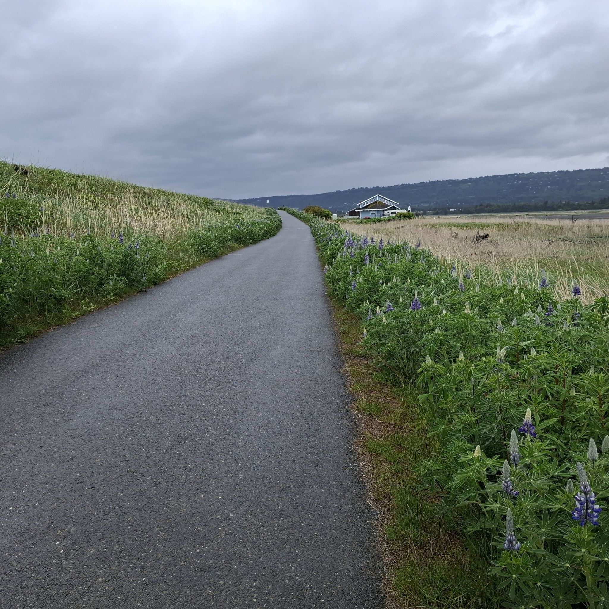 Paved path through green fields with purple flowers under a cloudy sky. - Louie's Lagoon loop from Homer Airport