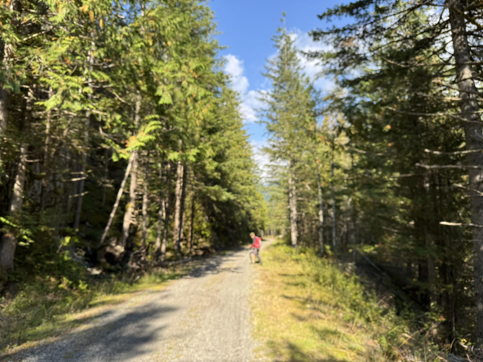 Person walking on a sunlit gravel path through a dense evergreen forest. - Palouse to Cascades State Park Trail