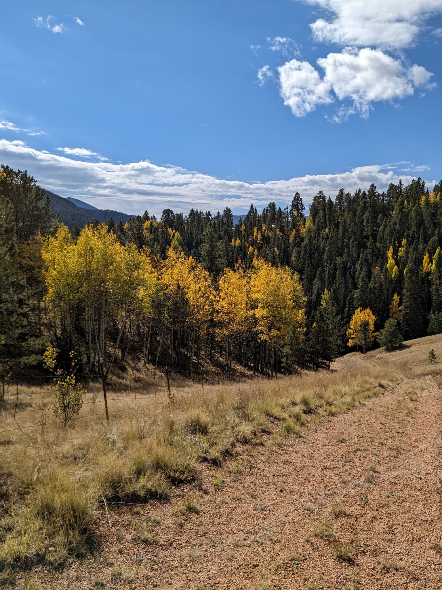 Sunny mountain landscape with a dirt path, golden aspens, and green pines. - Aspen and School Pond Trail Loop