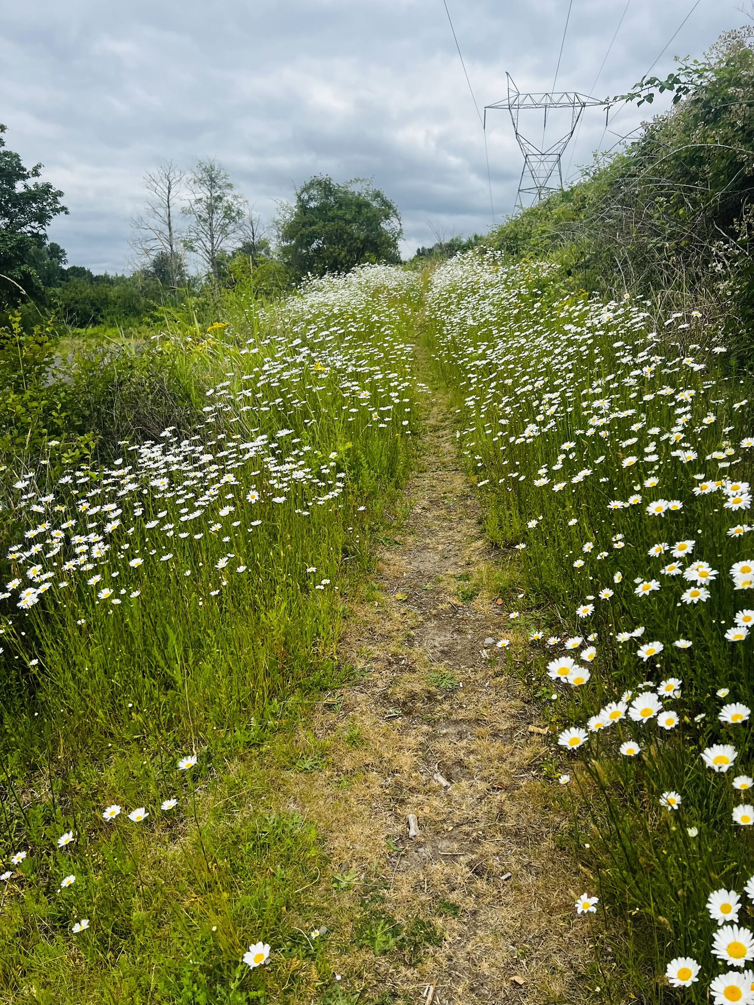 Narrow dirt path through a field of white daisies under a cloudy sky. - Bridge crossing Burnt Bridge Creek – Wintler Park loop from Vancouver Lake Park