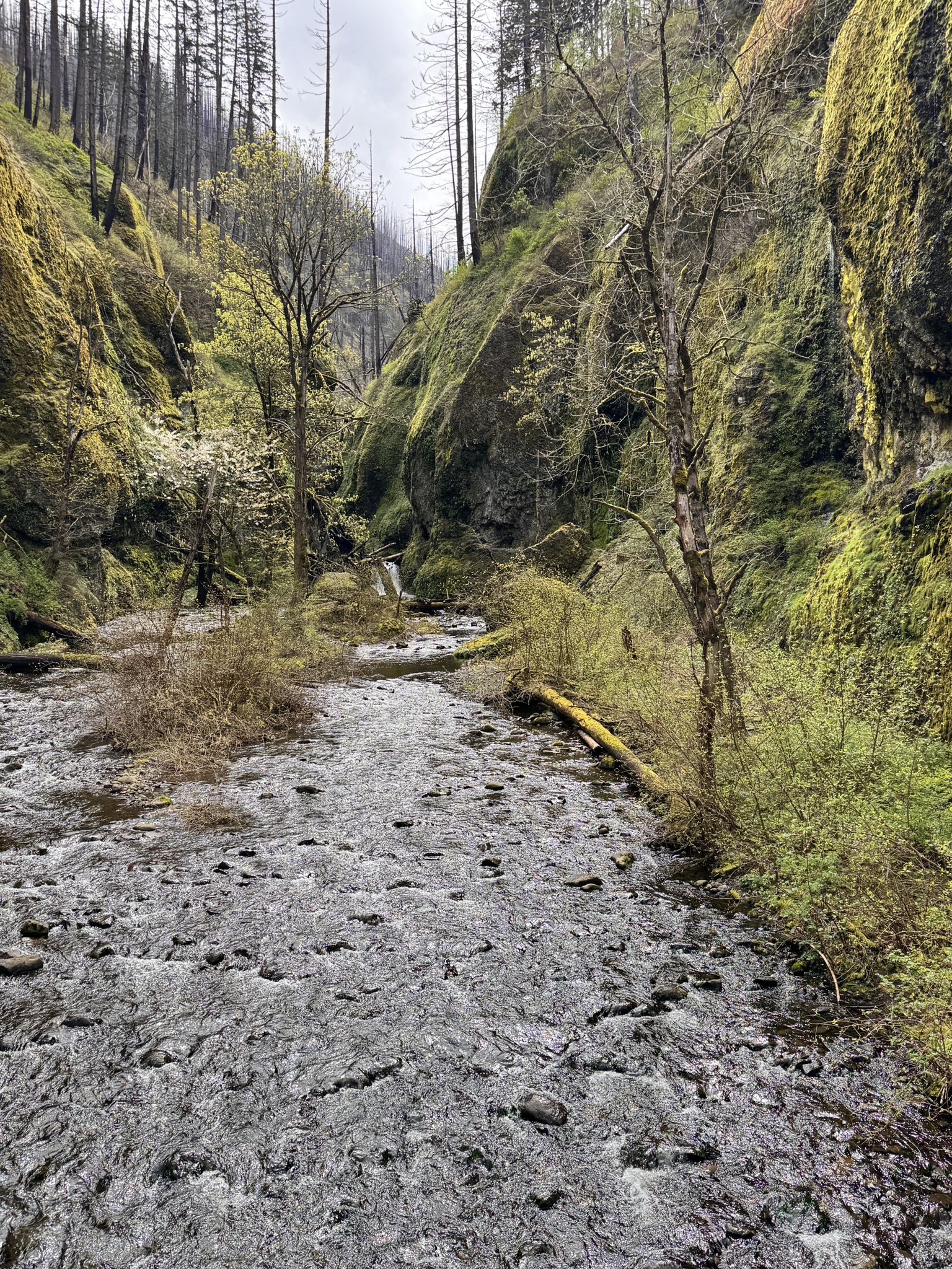 A rocky stream flows through a narrow, mossy gorge with bare trees. - Multnomah Falls – Latourell Falls loop from Ainsworth State Park