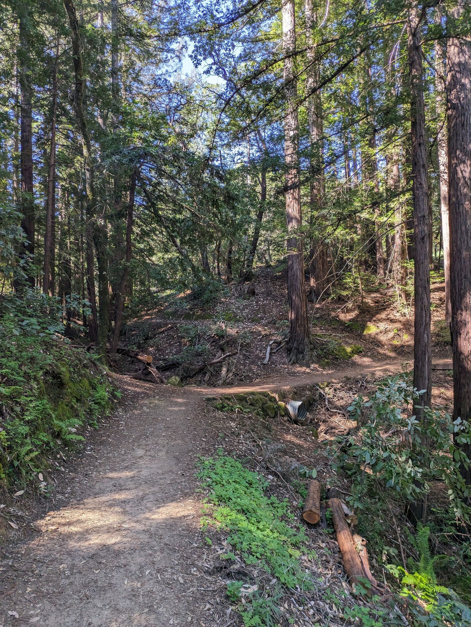 Fork in a sun-dappled dirt path through a dense forest. - Lower Kings Mountain Road – Woodside Store (Historic Site) loop from Woodside
