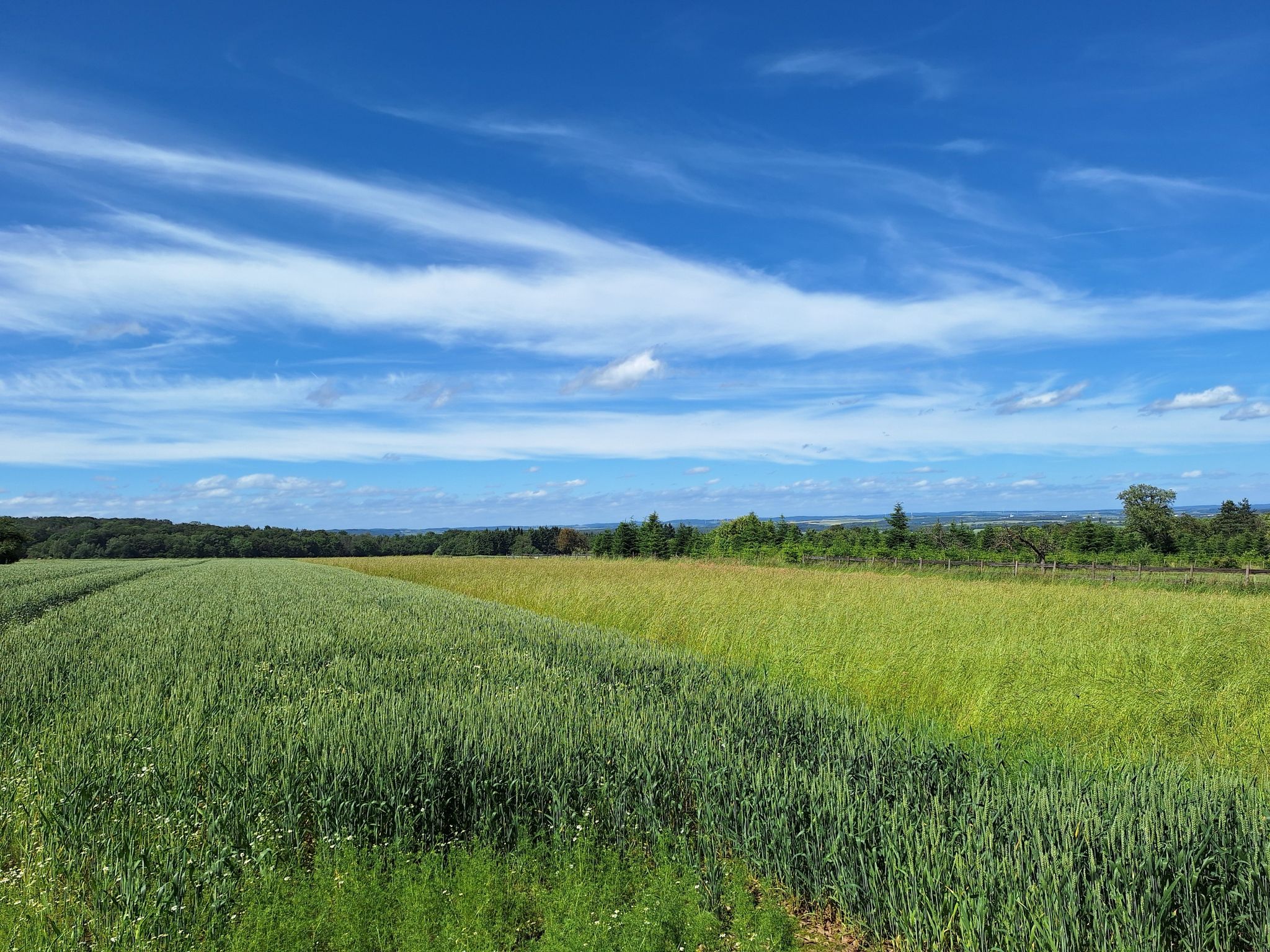 Panorama op weg naar Holsthumerberg