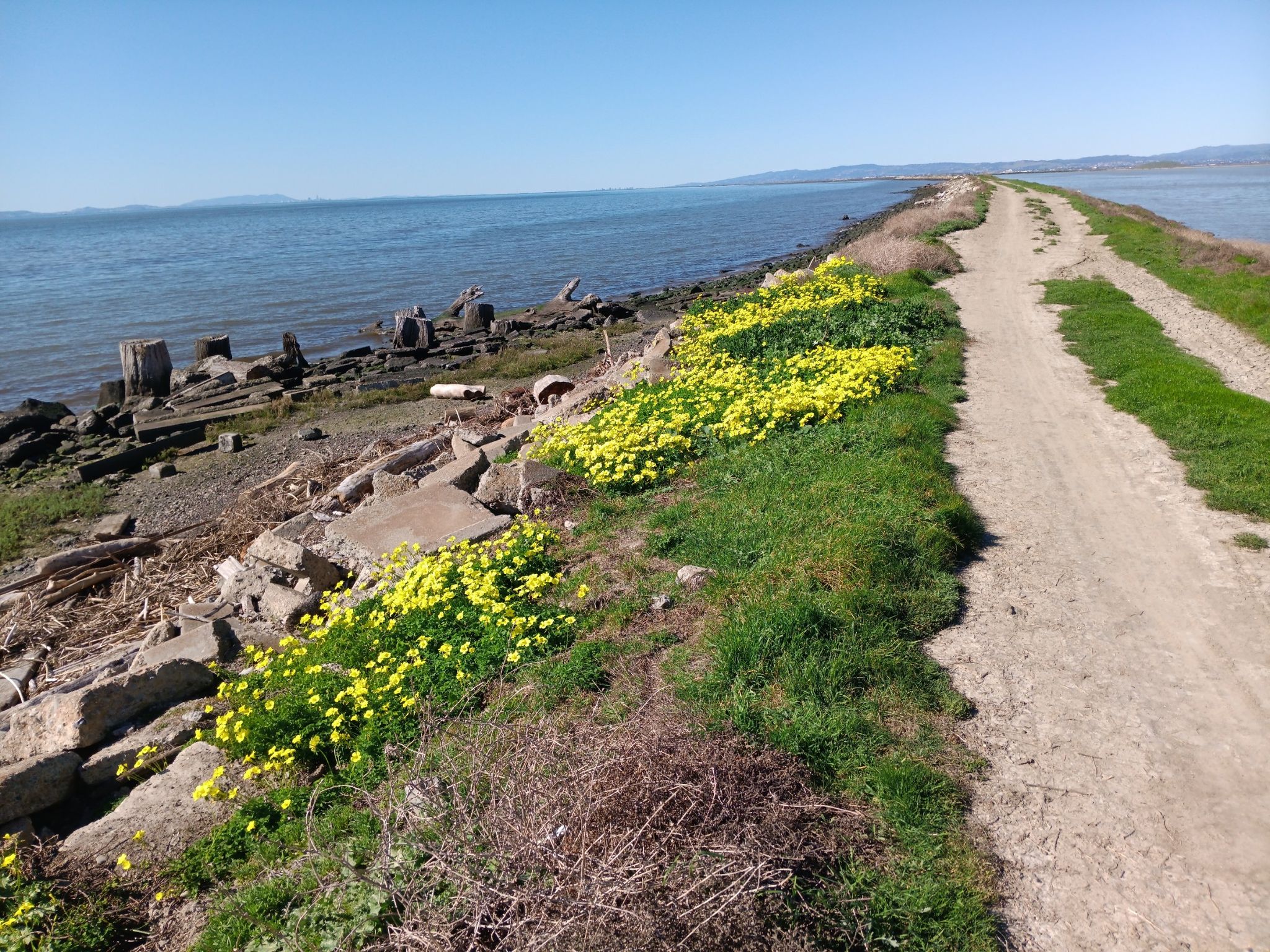 Dirt path alongside water with yellow flowers and rocky debris. - San Francisco Bay Trail: Coyote Hills