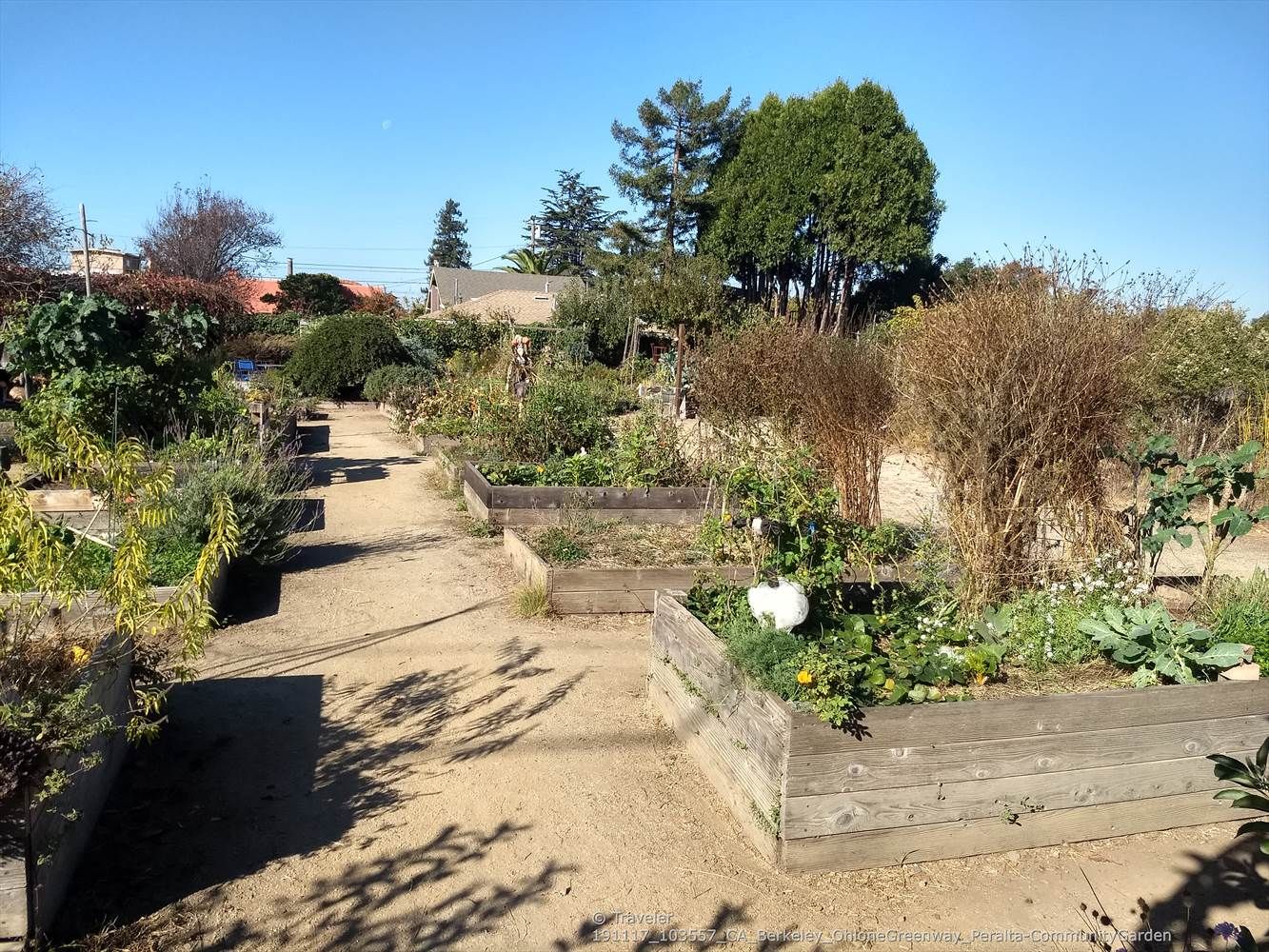 Sunny community garden with raised beds, dirt paths, and lush plants. - Albany Library Murals – Codornices Creek crossing loop from Albany