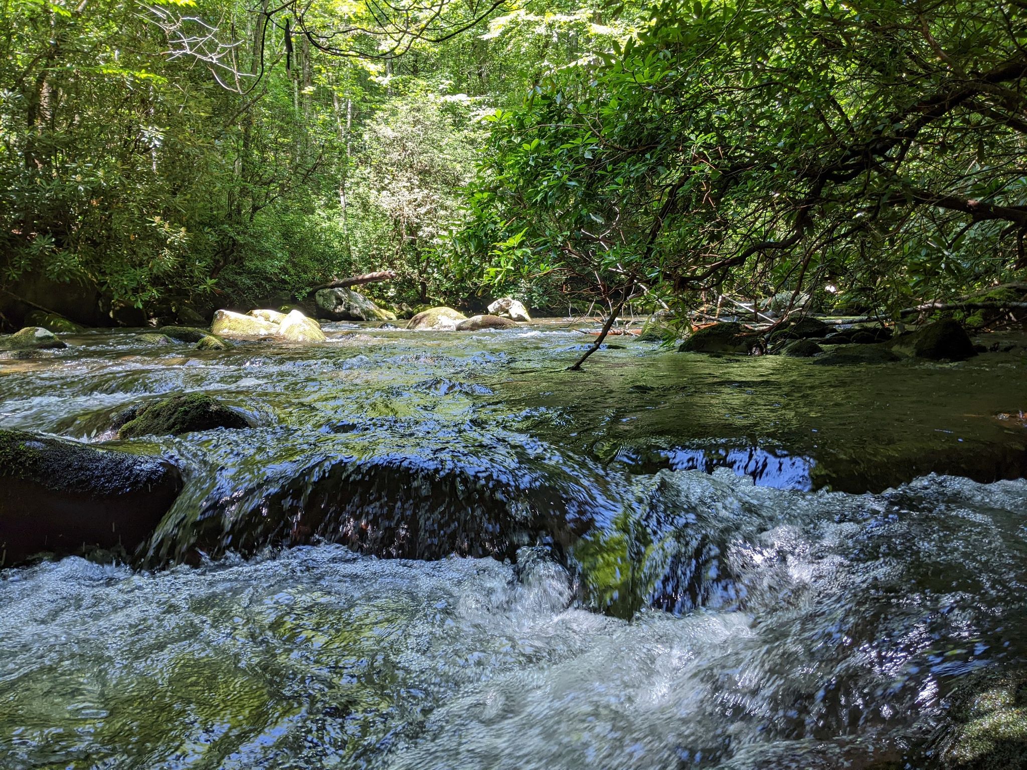 A clear stream flows over rocks in a lush green forest. - Whiteoak Branch and Forney Creek Loop