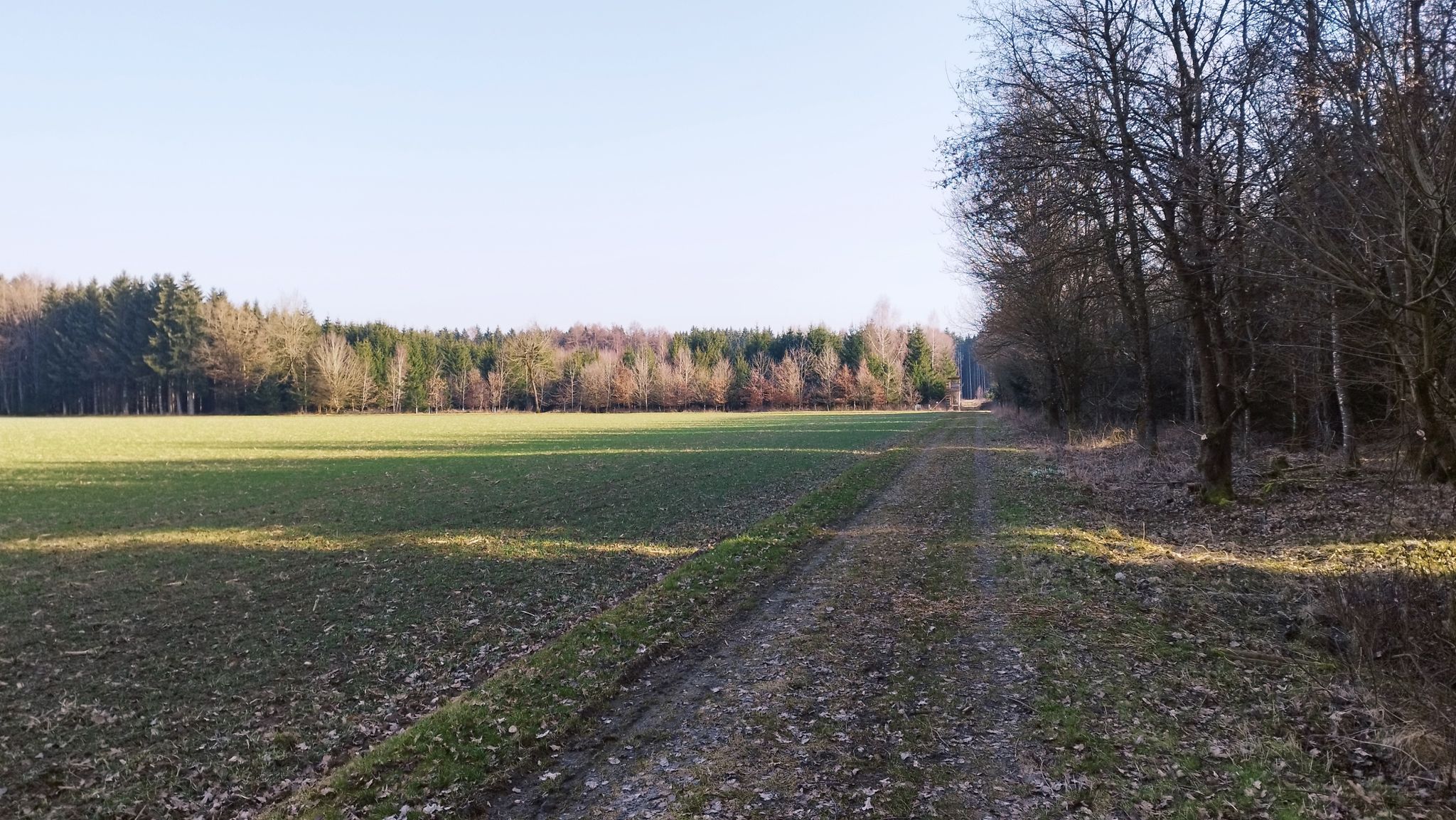Traumwegle