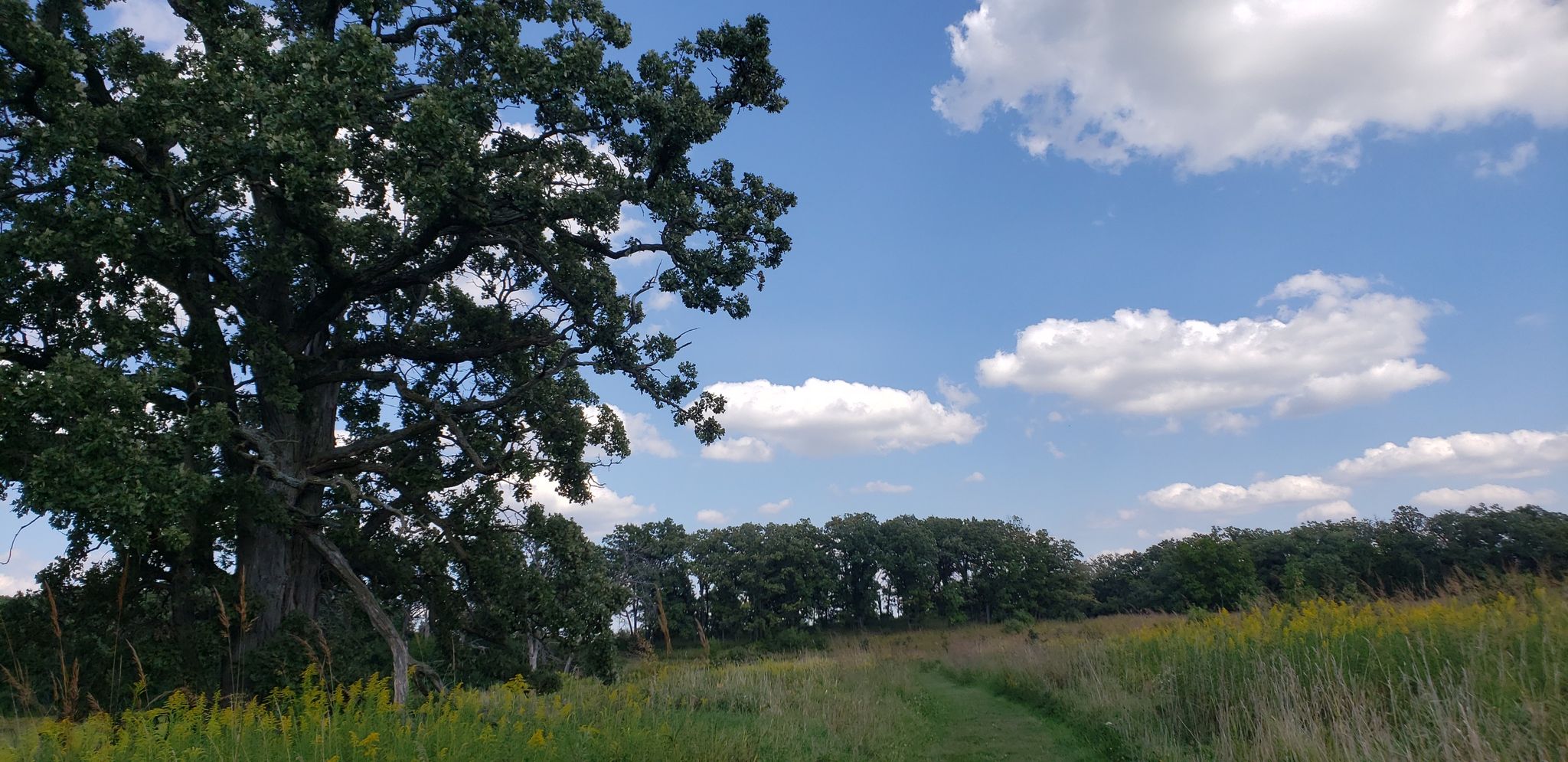 Large oak tree next to a grassy field under a bright, cloudy sky. - Deerpath Trail Loop