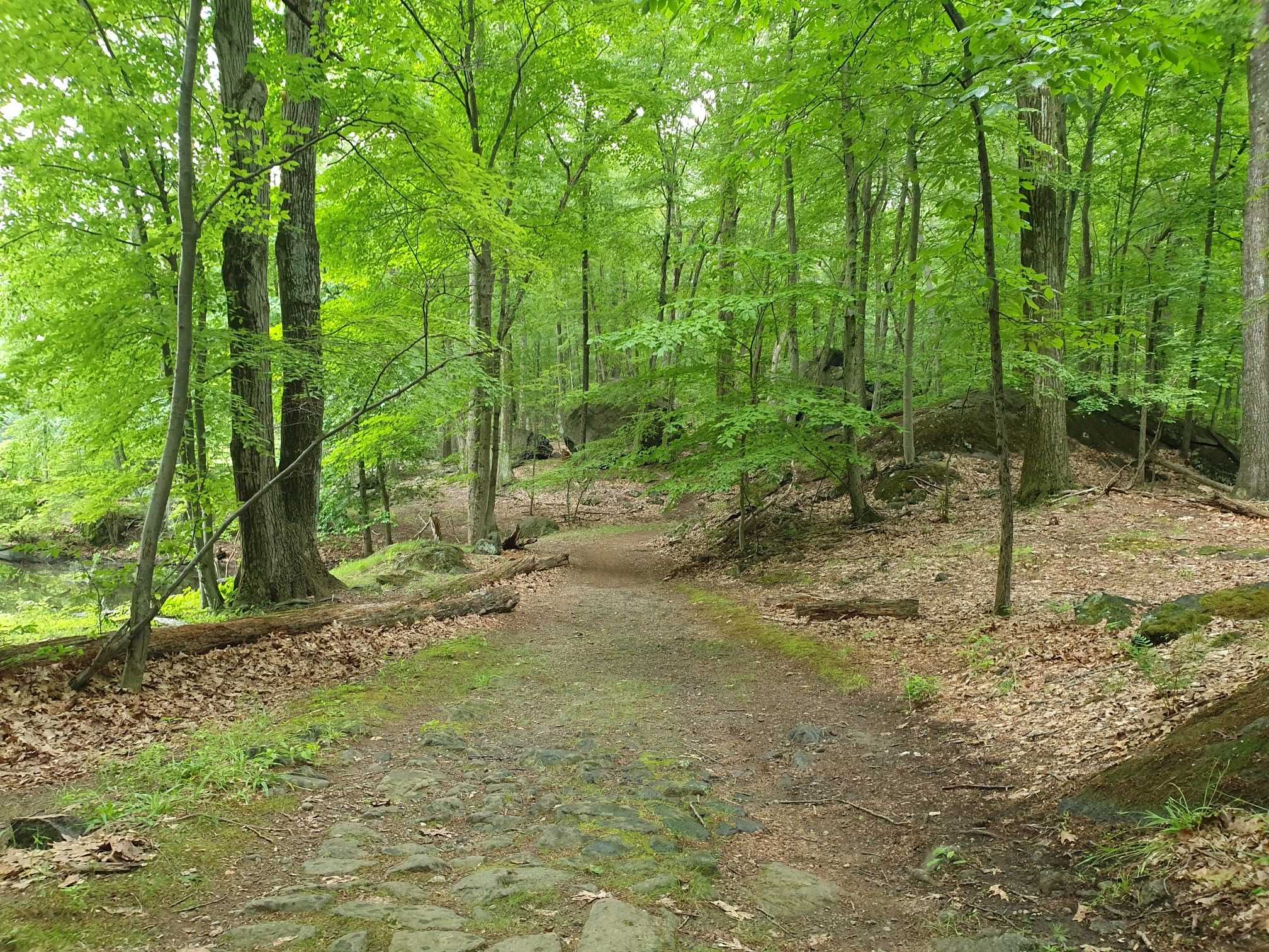 Dirt path through a vibrant green forest with scattered rocks and leaves. - Crossover Loop Trail