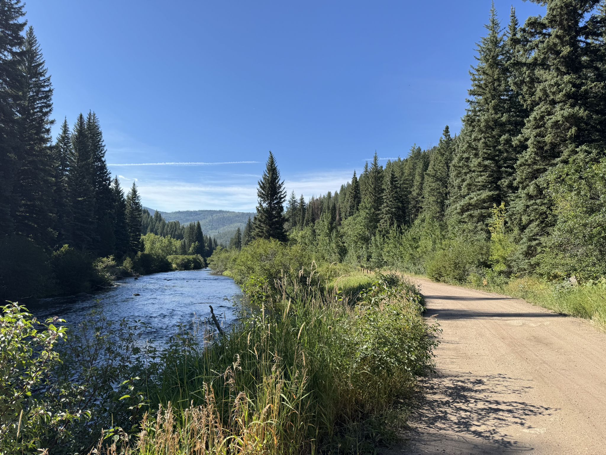 A river flows beside a dirt road through a pine forest on a sunny day. - Yampa riverside park – Hot Springs loop from Riverside Plaza