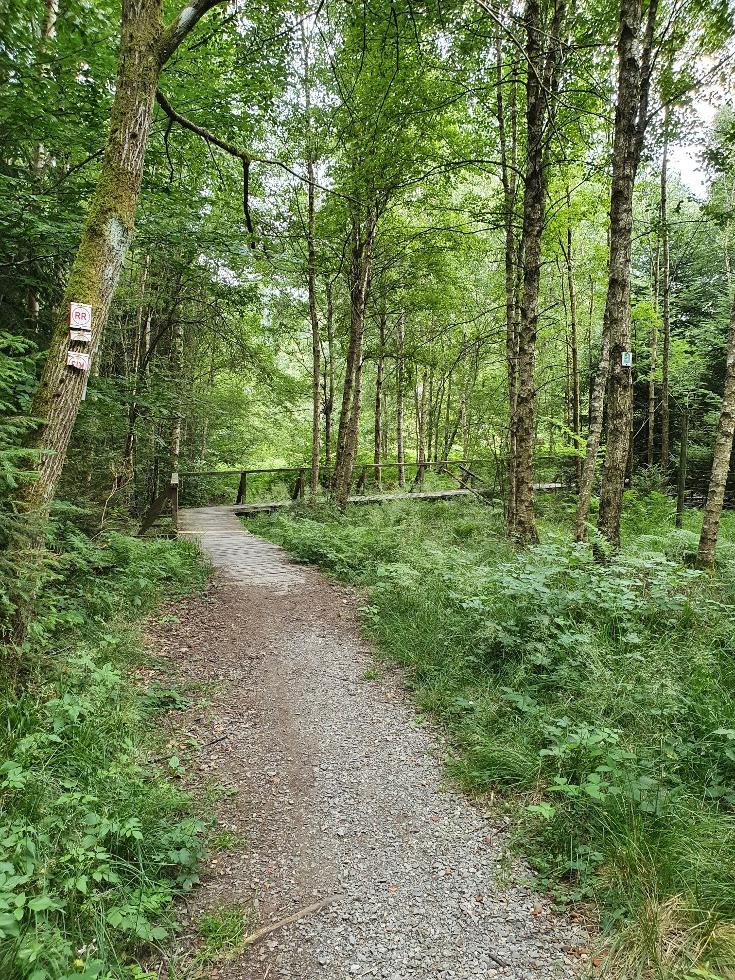 Knüppeldamm Hochmoor