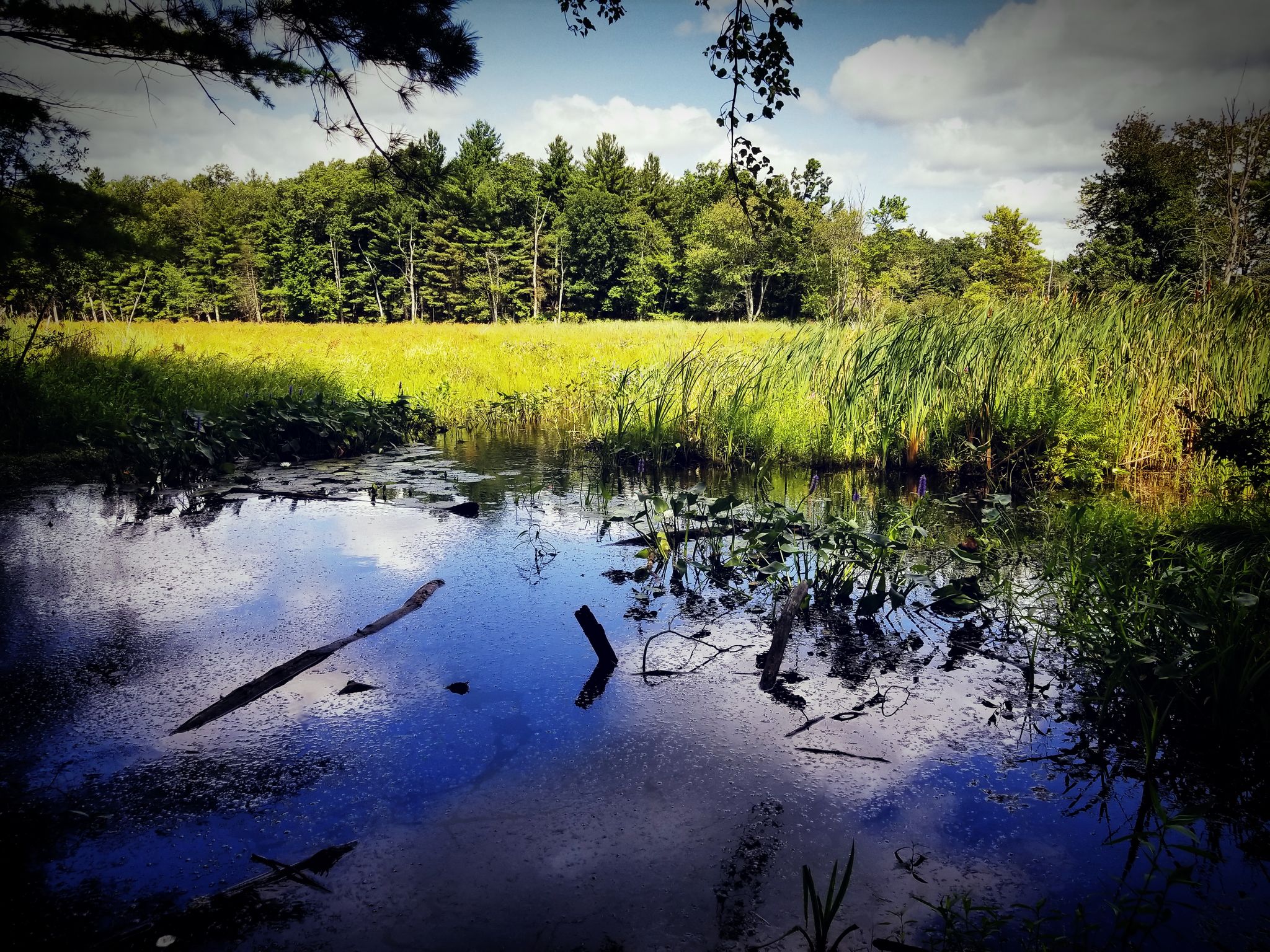 Calm water reflecting a bright, cloudy sky, surrounded by green reeds and forest. - Puffer Pond Loop