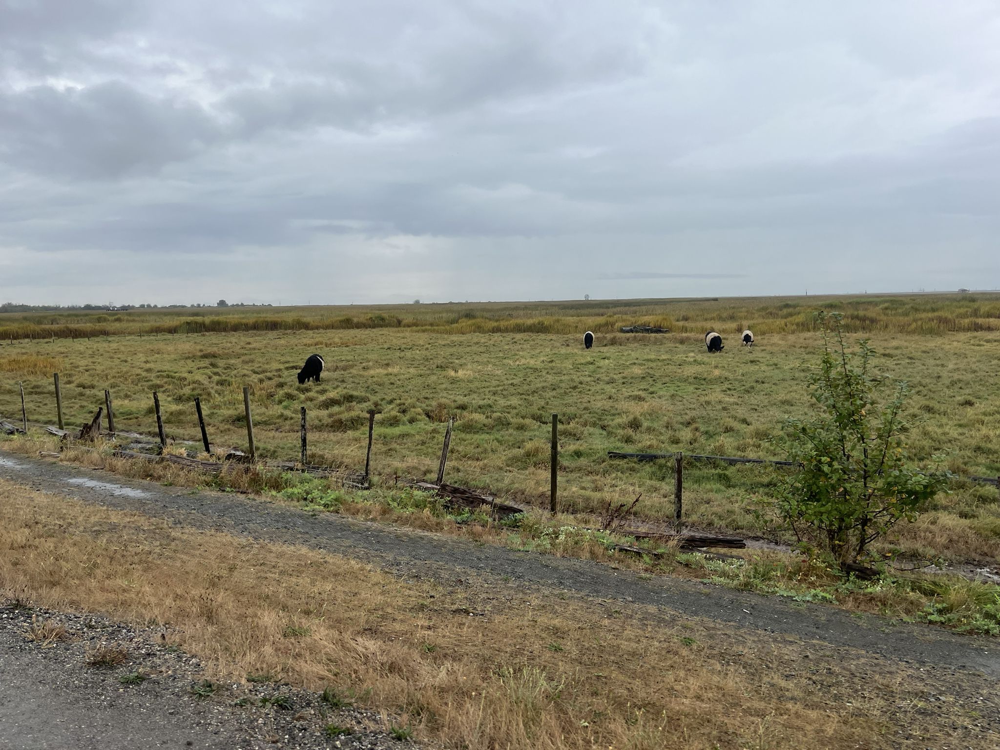 Cows