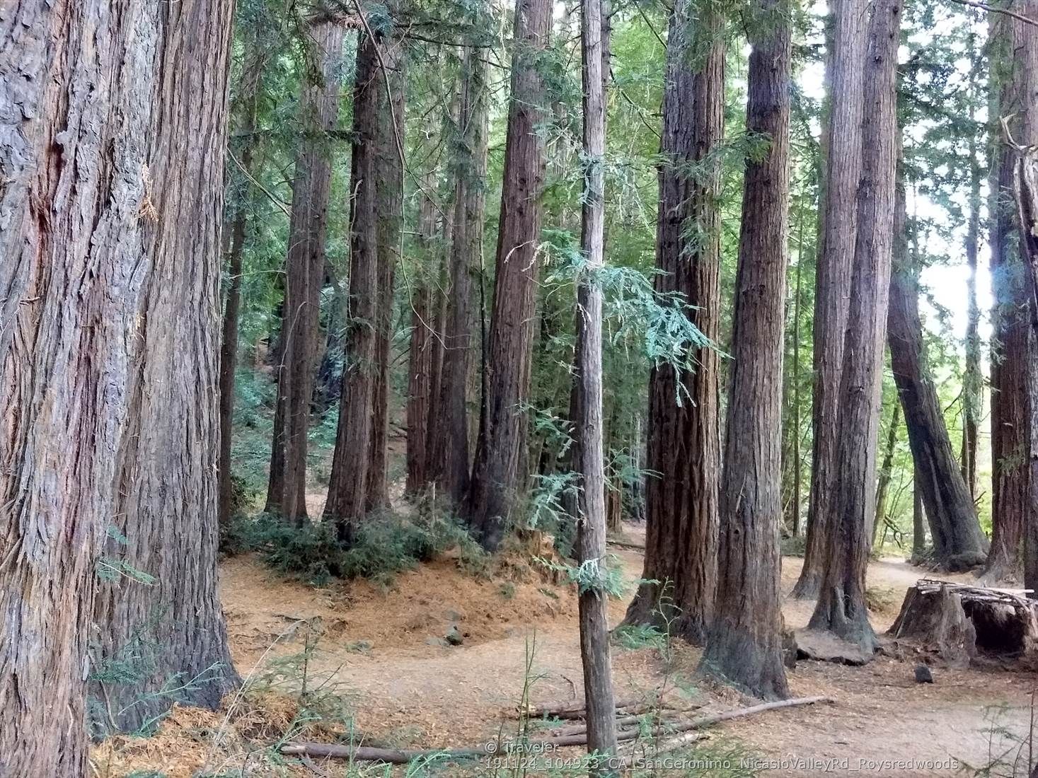 Tall, ancient trees with thick trunks in a sun-dappled forest. - Roy's Redwoods and French Ranch Loop