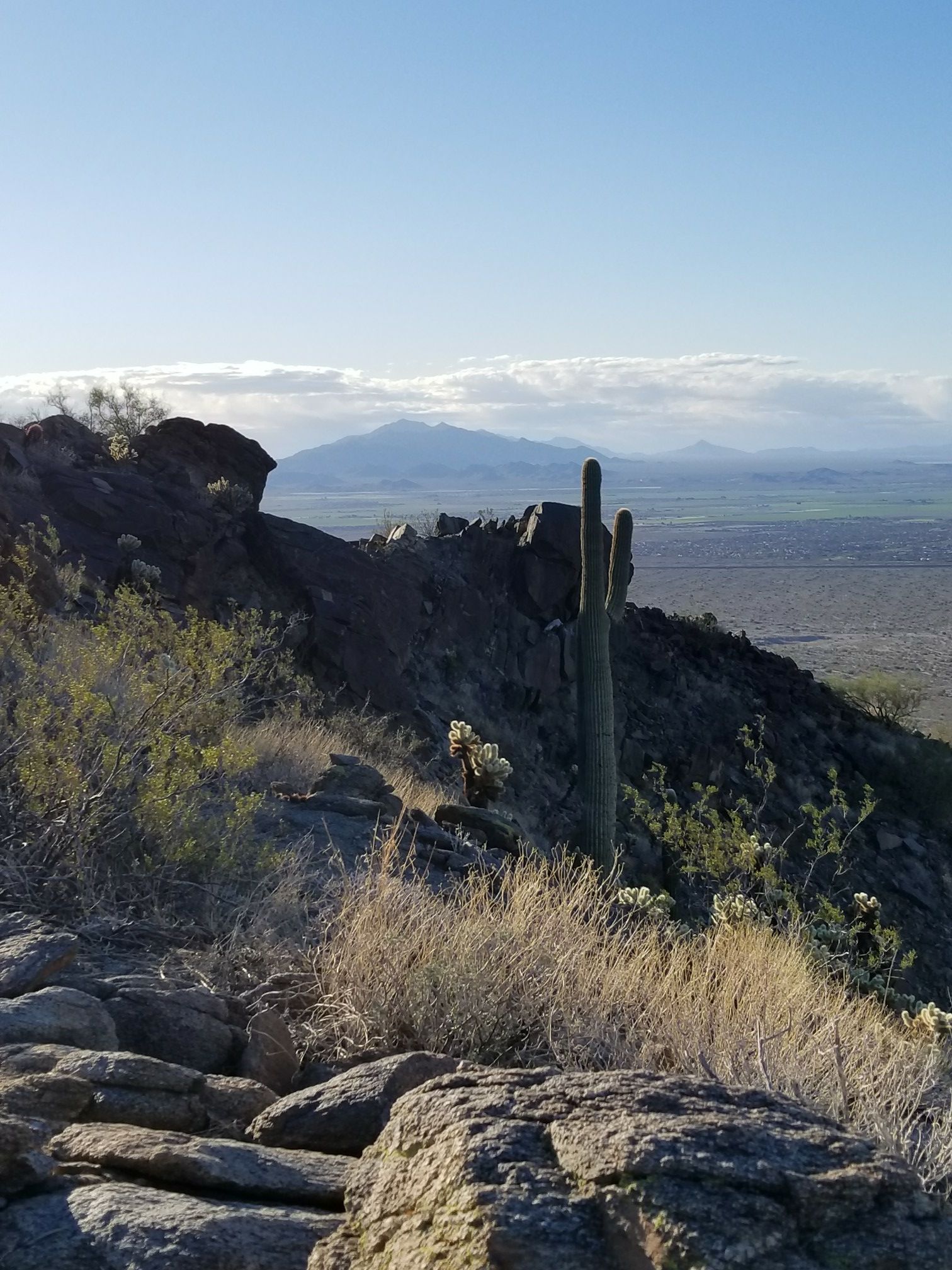Saguaro cactus on a rocky desert hillside overlooking a distant valley under a bright sky. - Turnbuckle Loop Trail