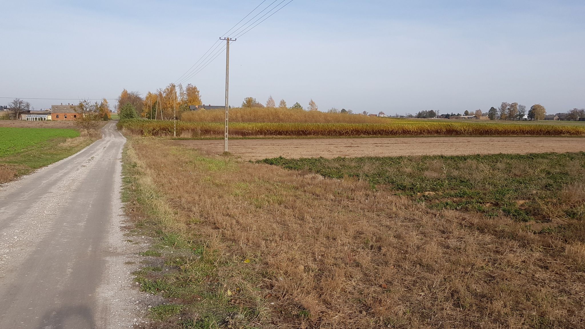 Kuyavian autumn countryside