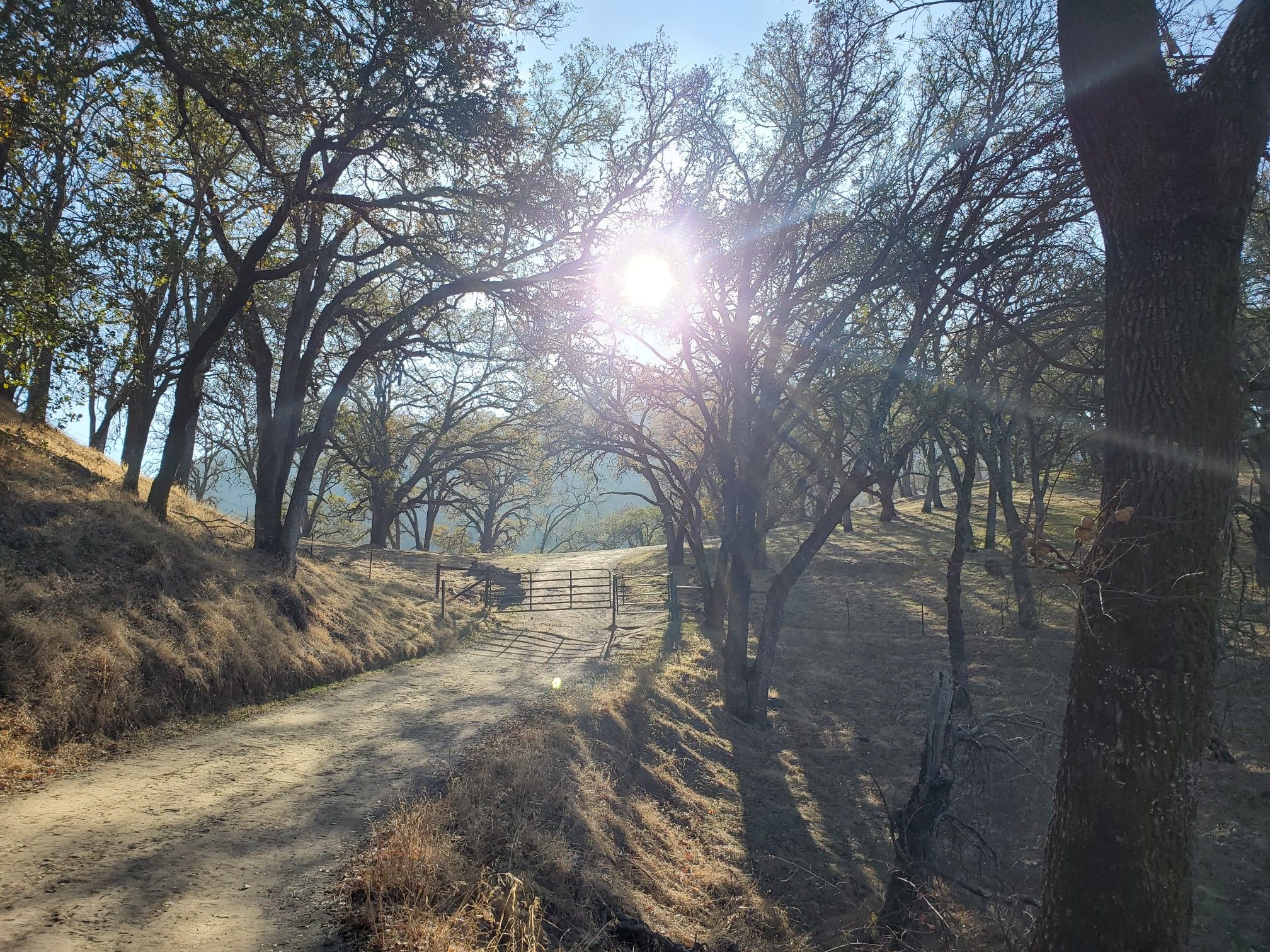 Bright sun shines through trees over a dirt road and gate. - Camille To Sulphur Creek