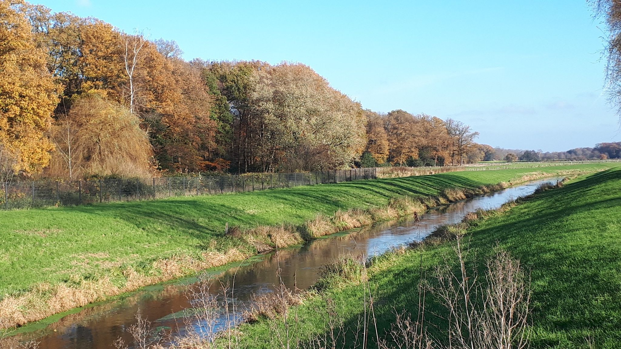 Lager Hase