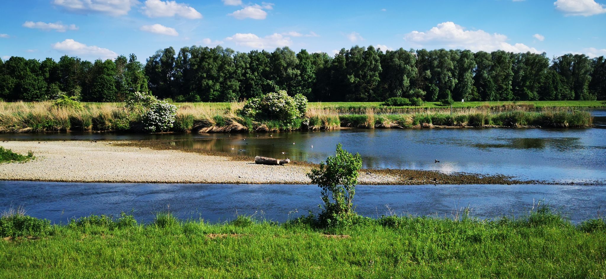 Donau bei Erlingshofen, Donaumünster