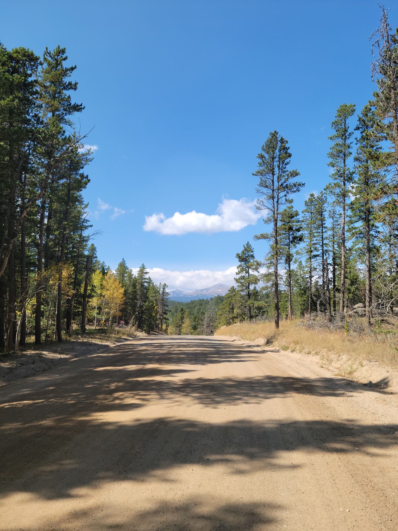 A sunlit dirt road through a tall pine forest, distant mountains visible. - Jamestown Mercantile Café – Ward General Store loop from Bar-K Ranch