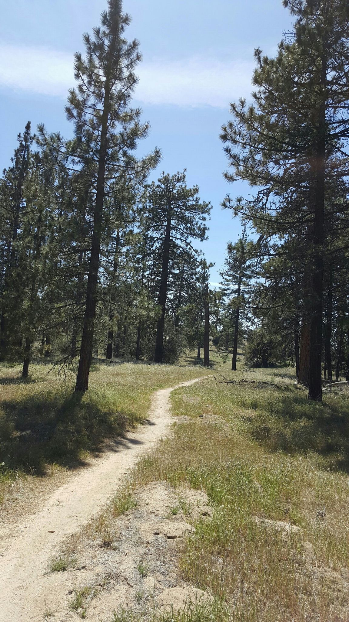 A narrow dirt path winds through a sunny pine forest with tall trees. - Mount Hillyer – Chilao Campground loop from Stony Ridge Observatory