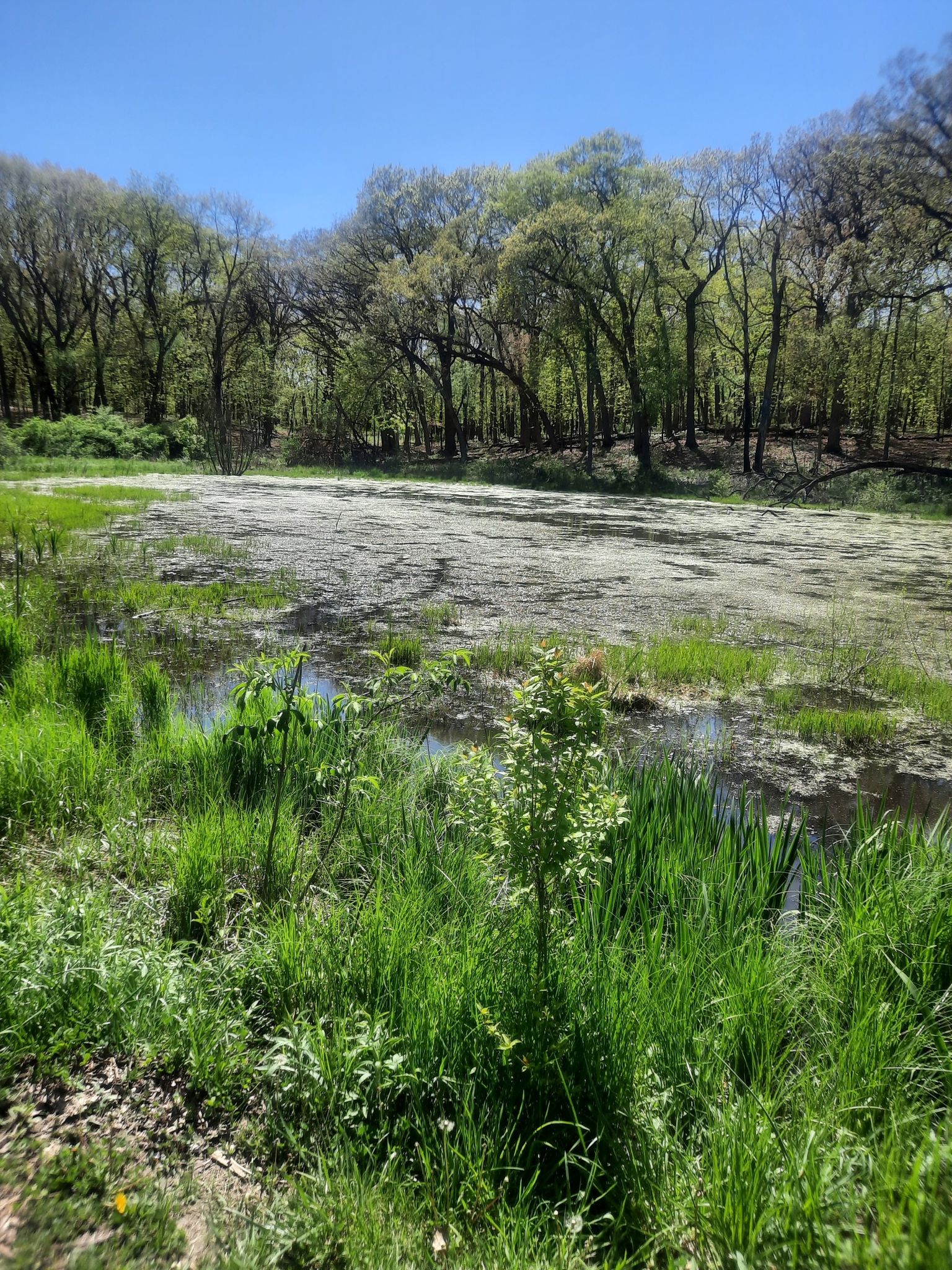 Green pond covered in algae, surrounded by lush grass and trees. - Palos Purple, Tan, Yellow Trails Loop