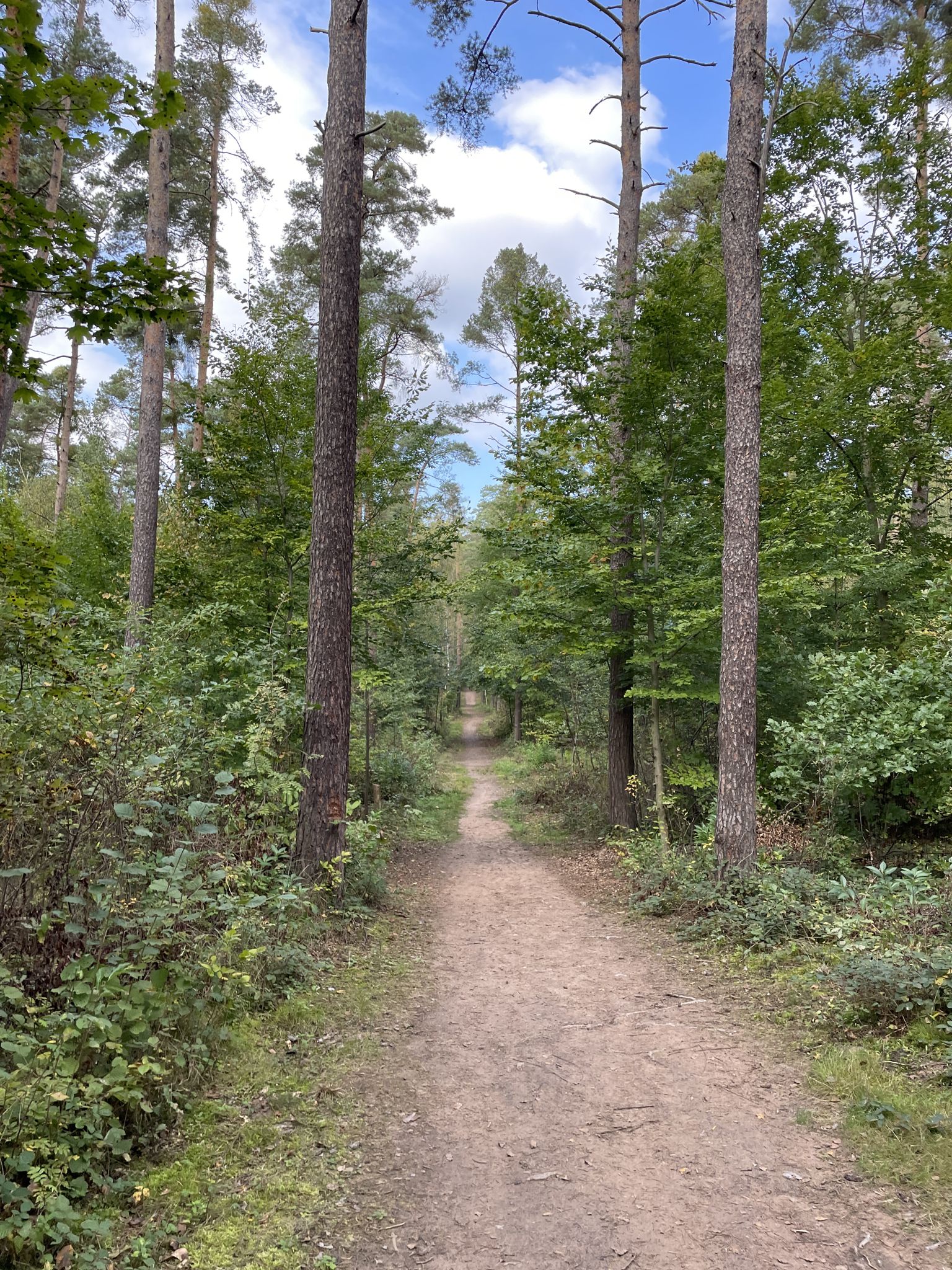 Baum-des-Jahres-Pfad