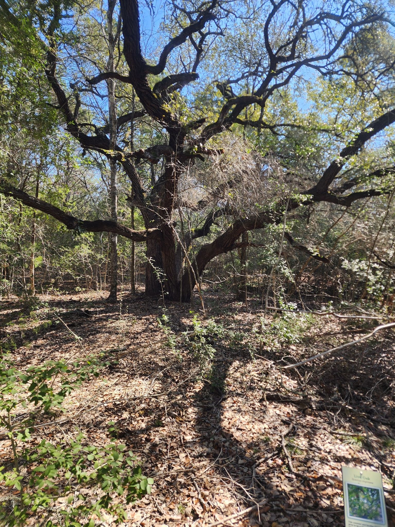 A massive, gnarled tree with sprawling branches in a sunlit forest. - Winding Woodland and Pine Gulch Trails