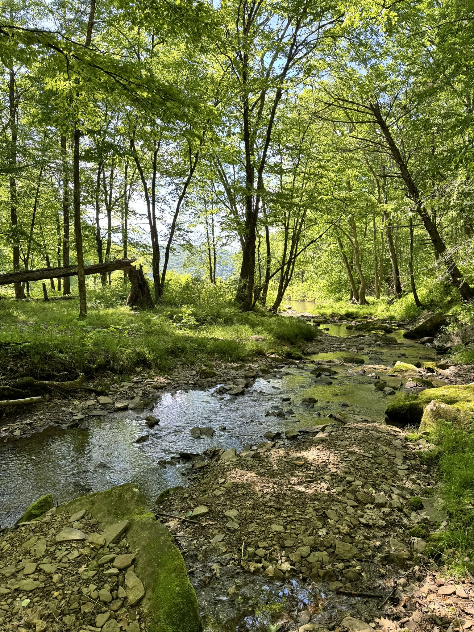 A rocky stream flows through a lush, sunlit forest with tall green trees. - Tracy Ridge Trail