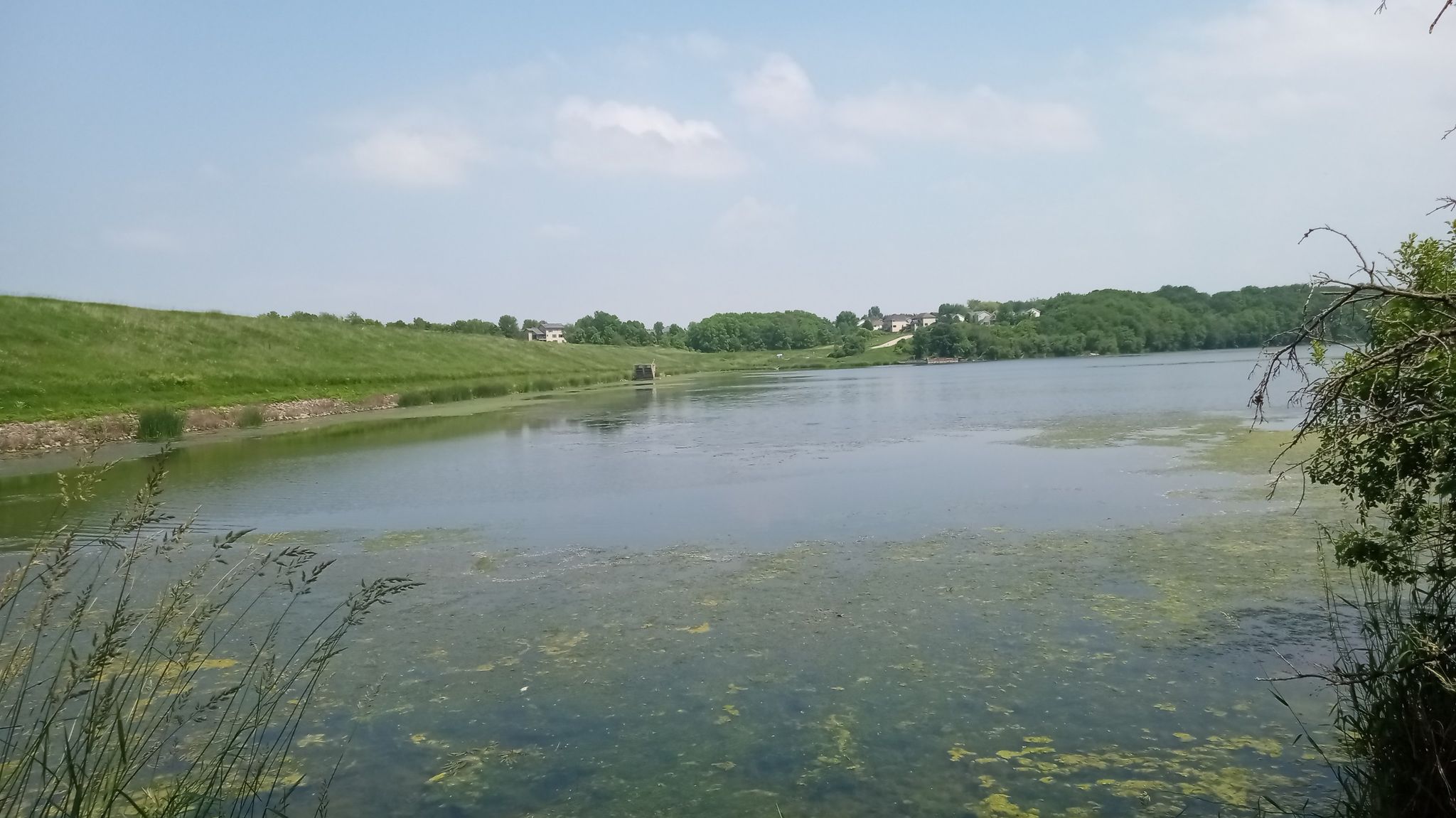 A wide lake view with green algae, grassy banks, and houses in the distance. - Willow Creek Reservoir Loop