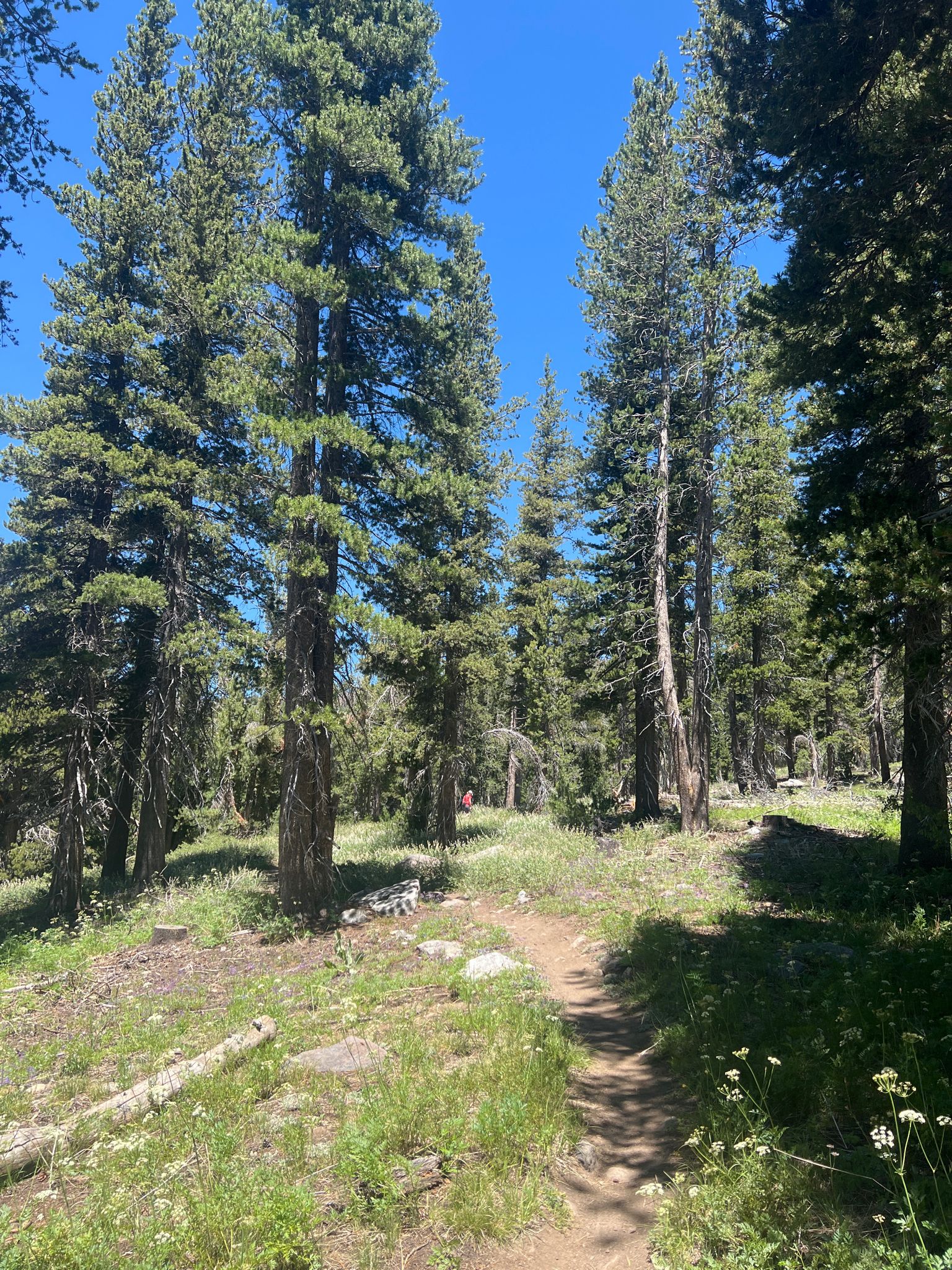 Sunny forest path winding through tall pine trees and green undergrowth. - Lake Tahoe Scenic Lookout – Tunnel Creek Station Café loop from Bullwheel Parking Lot