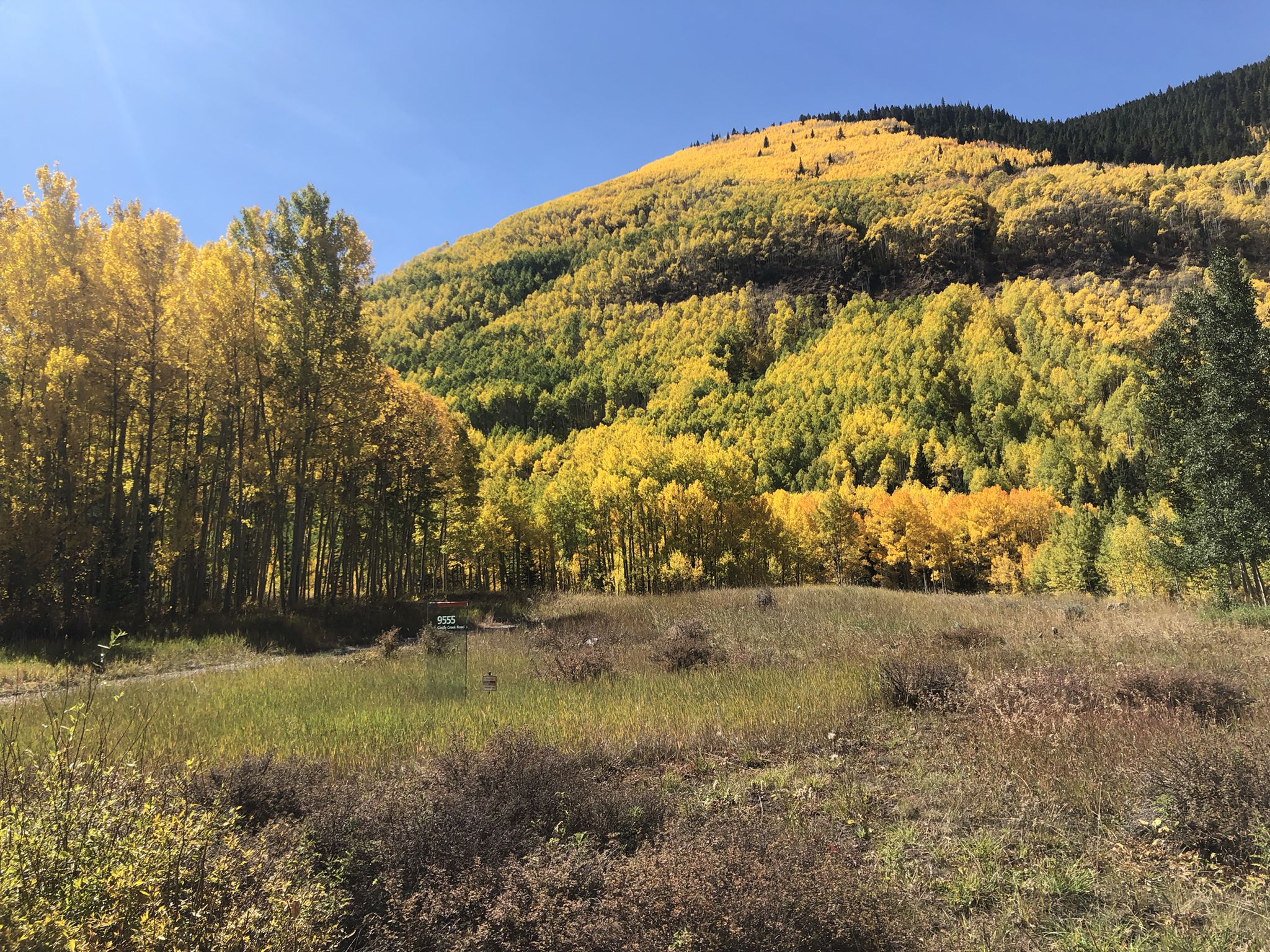 Vibrant yellow and green trees covering a sunny hillside above an open field. - Castle Creek Climb – View of the Elk Mountains loop from Aspen