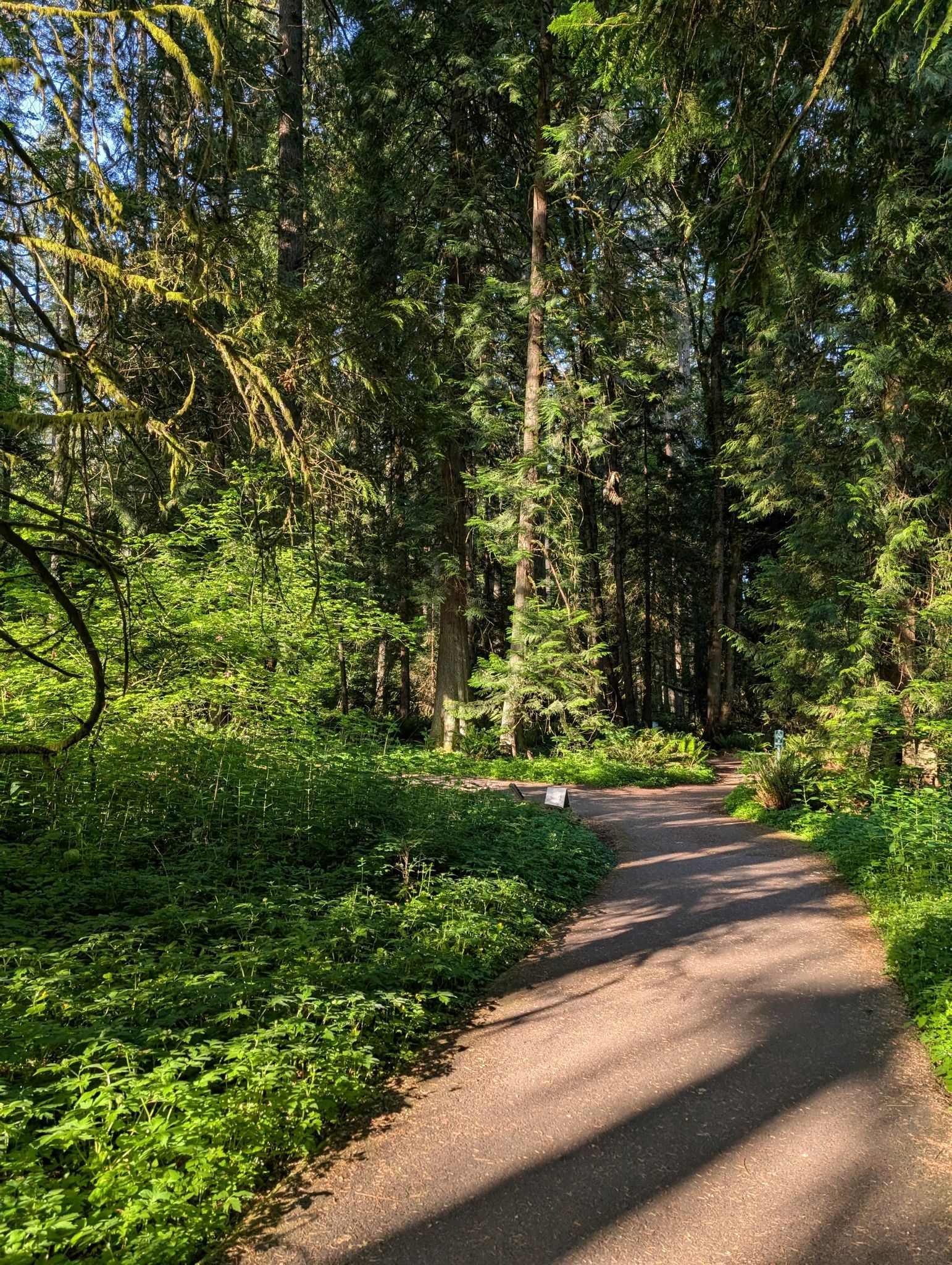 A sunlit paved path winds through a vibrant green, tall-treed forest. - Vine Maple and Old Wagon Loop