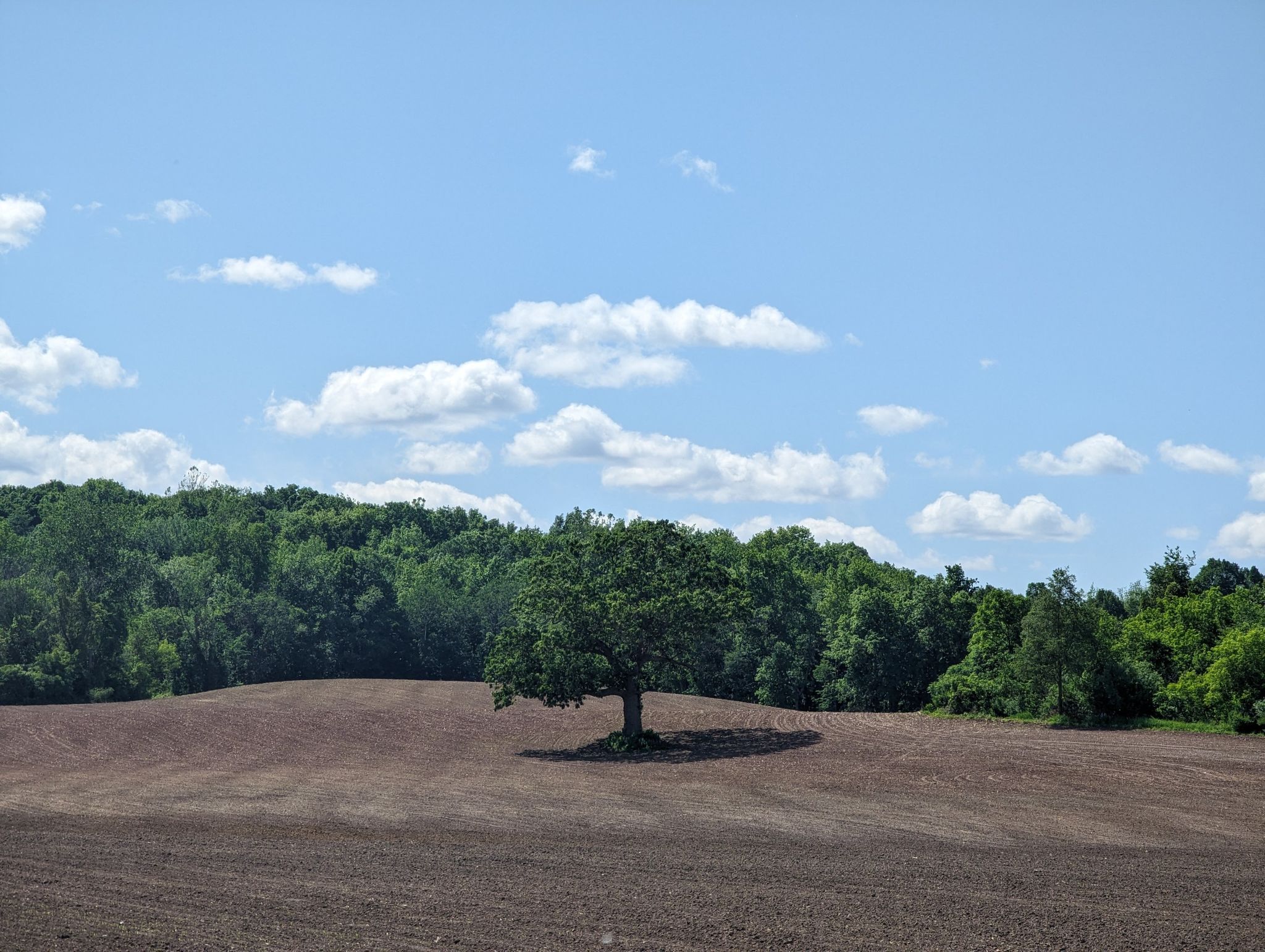 A solitary green tree stands in a tilled field under a bright blue sky. - Erie Canal – Canal Overpass loop from Canastota Reservoir